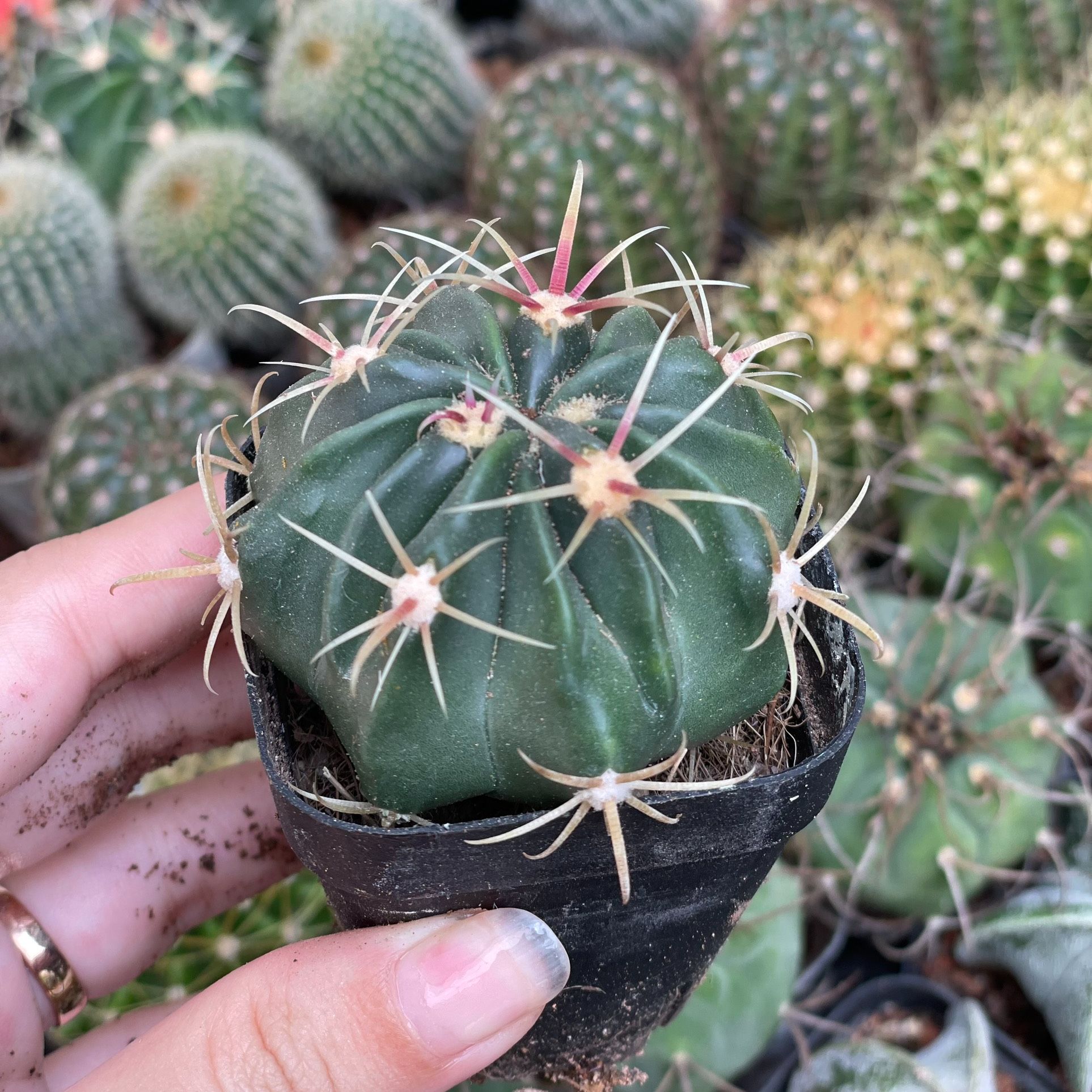CÂY XƯƠNG RỒNG MINI ĐỒNG GIÁ, Size bé 3~5cm, NHIỀU LOẠI cây trang trí bàn, lọc không khí, dễ trồng, Cây Tươi Nguyên