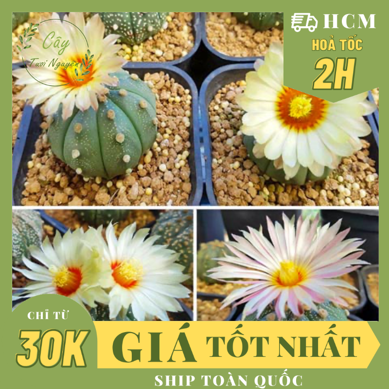 CÂY XƯƠNG RỒNG ASTER, (cao 3cm), xương rồng sen đá mini để bàn, trang trí sân vườn tiểu cảnh, dễ trồng, lọc không khí, Cây Tươi Nguyên CTN1320