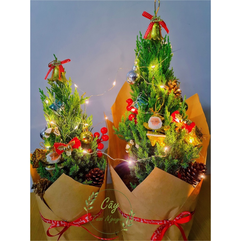 [GIAO HOẢ TỐC] CÂY SƠN TÙNG, (cao 30-40cm), cây Noel mini, cây Noel thật để bàn, cây Giáng sinh, Cây Tươi Nguyên CTN0720