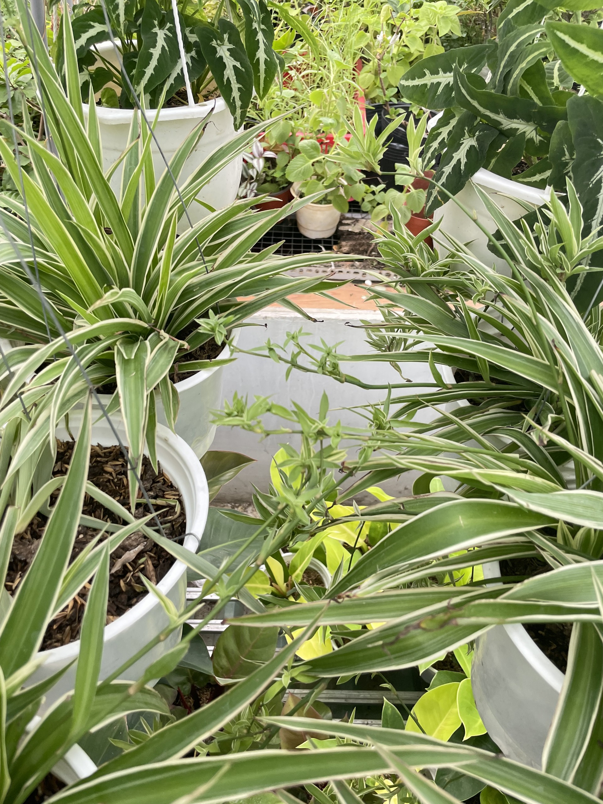 CÂY LAN CHI (DÂY NHỆN) GIỎ TREO Size LỚN, (cao 20cm), cây phong thủy hút tài lộc để bàn mini GIÁ RẺ, lọc không khí, Cây Tươi Nguyên CTN0930