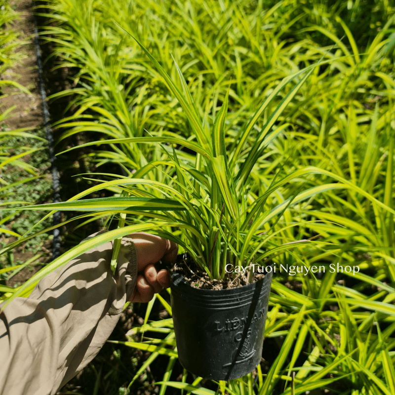 CÂY LÁ DỨA THÁI SỌC VÀNG, (cao 20cm), cây giống trồng cảnh trang trí sân vườn, ban công, dễ trồng GIÁ RẺ, Cây Tươi Nguyên