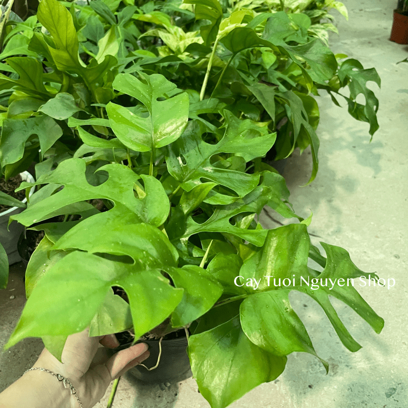 CÂY TRẦU BÀ LÁ XẺ LEO MONSTERA MINI, (cao 25cm), cây cảnh Trong nhà, kiểng lá mini để bàn đẹp, GIÁ RẺ, Cây Tươi Nguyên