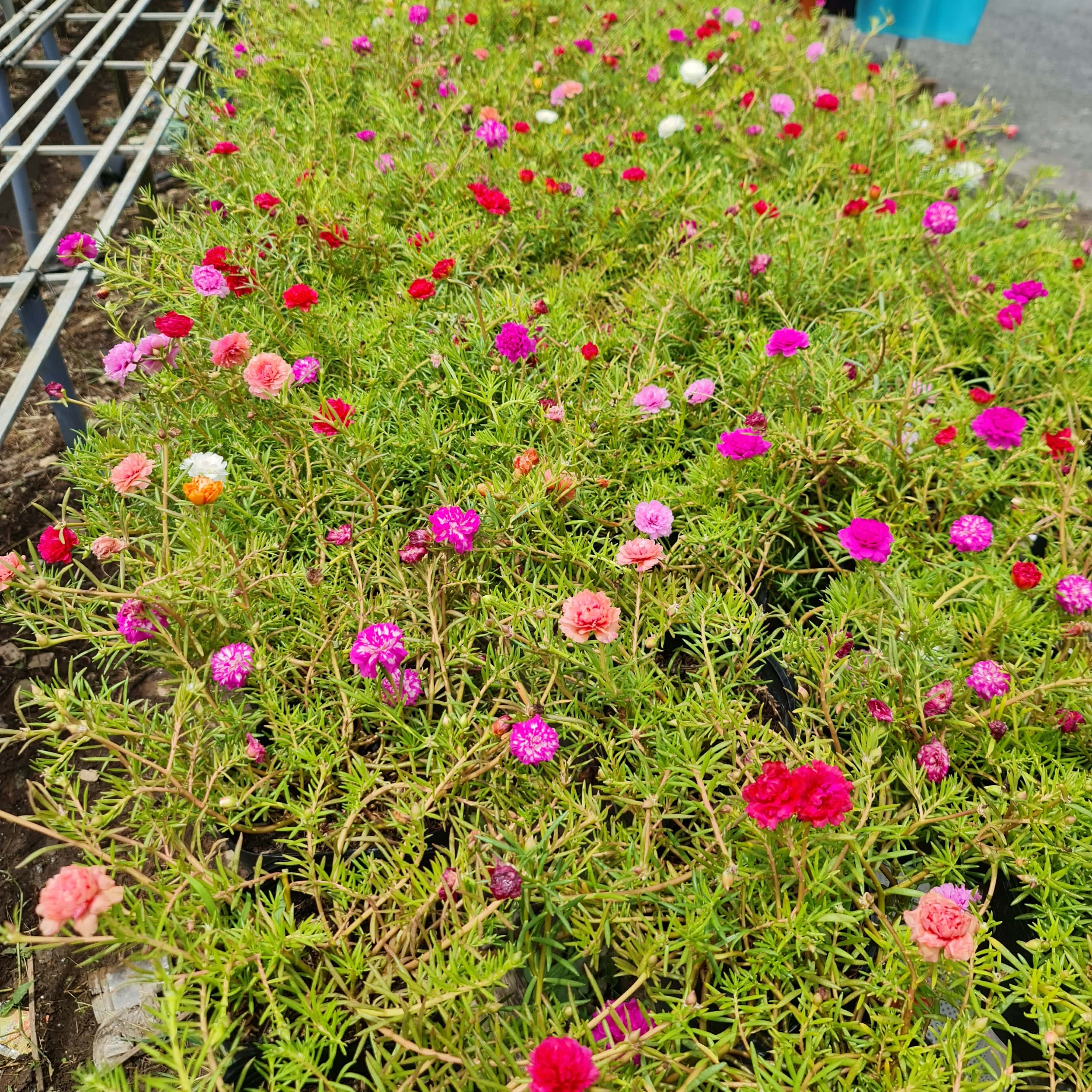 CÂY HOA MƯỜI GIỜ MỸ KÉP, (cao 20cm), Cây cảnh, dễ trồng GIÁ RẺ, nở quanh năm, Cây Tươi Nguyên CTN0530