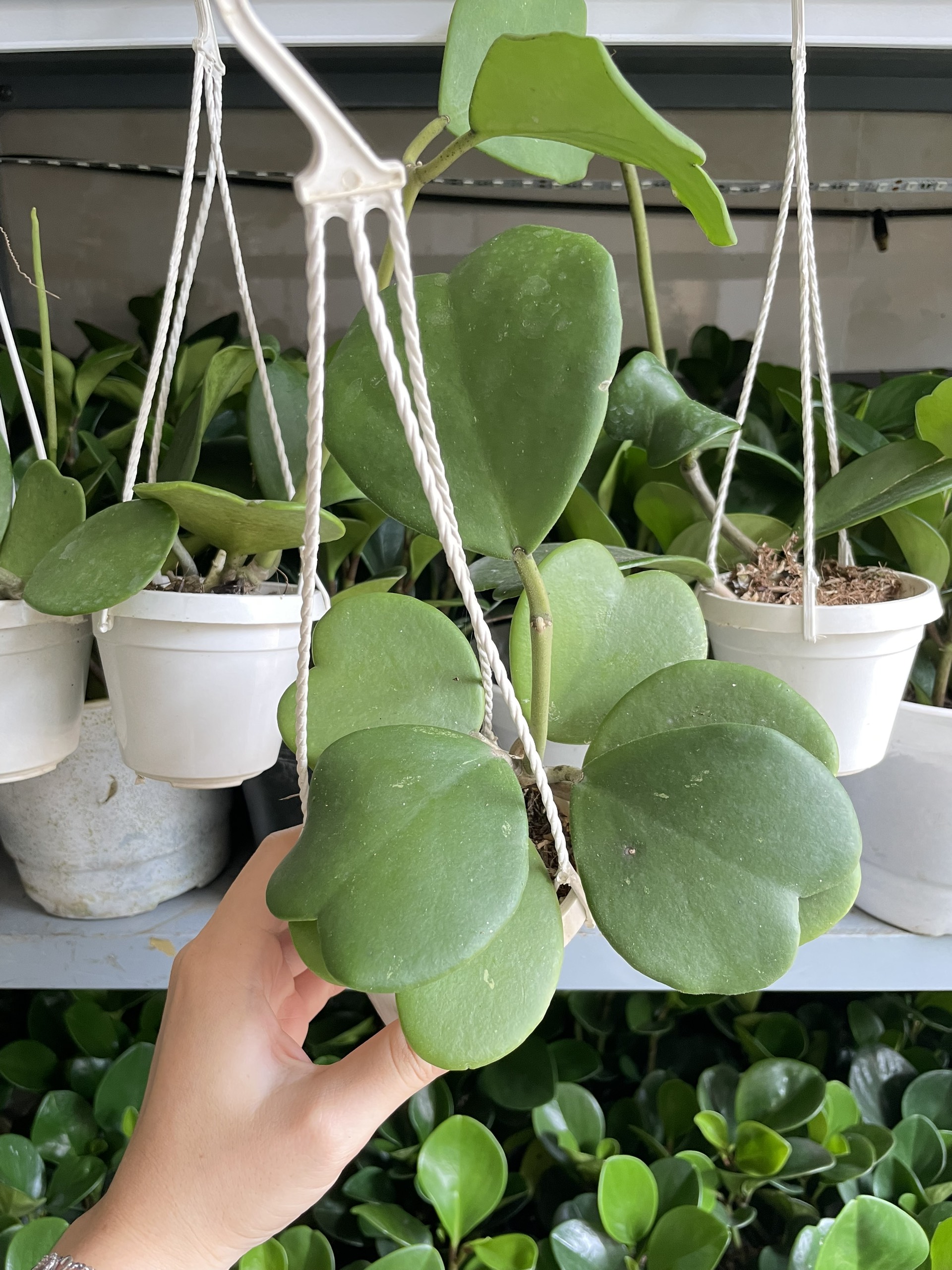 CÂY CẨM CÙ LÁ TIM Size MINI, (cao 10cm), Cây cảnh, dễ trồng GIÁ RẺ, nở quanh năm, Cây Tươi Nguyên CTN0960