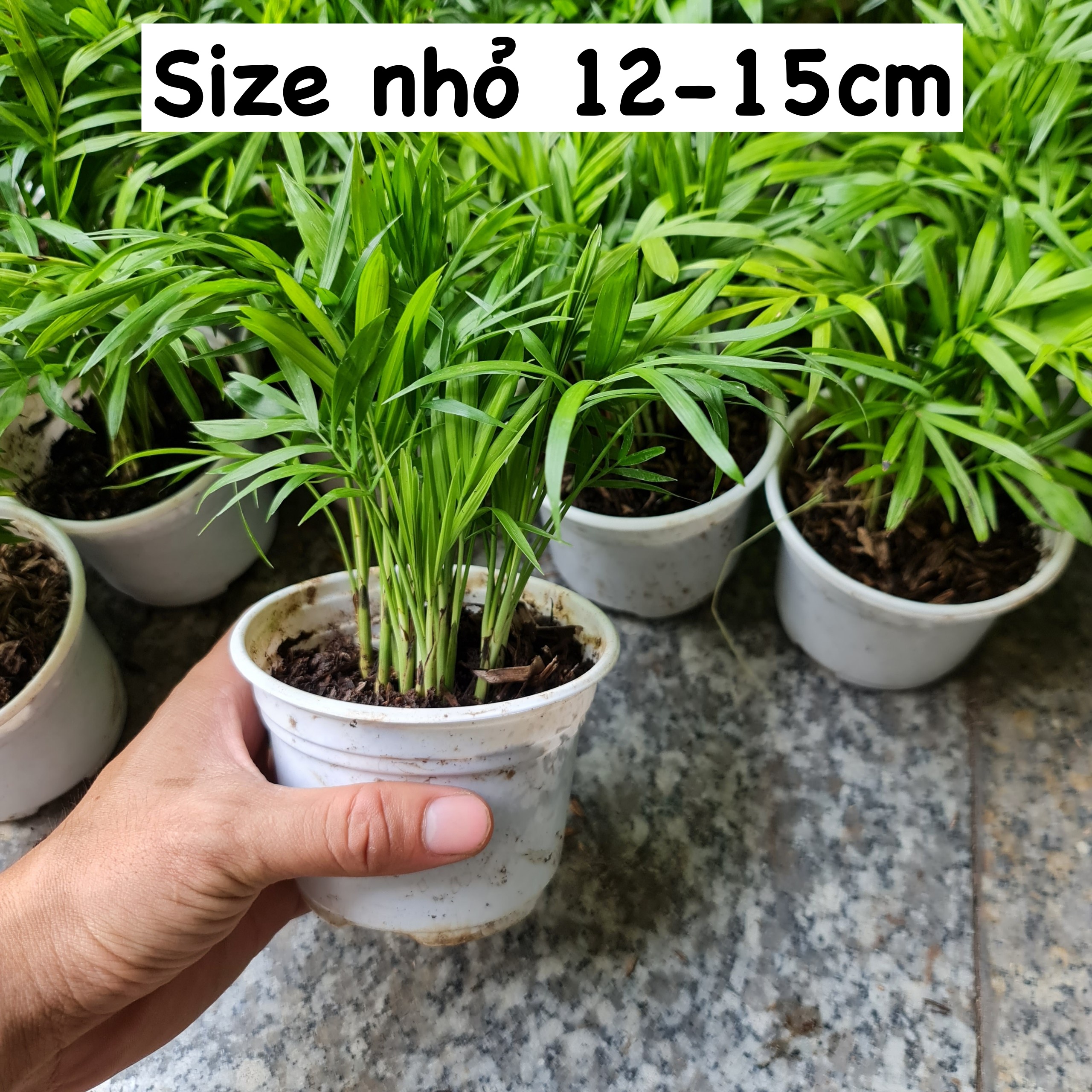 [Mua 2 giảm 15K ship] CÂY CAU TIỂU TRÂM, (cao 15cm), cây phong thủy hút tài lộc để bàn mini GIÁ RẺ, lọc không khí, Cây Tươi Nguyên CTN0010