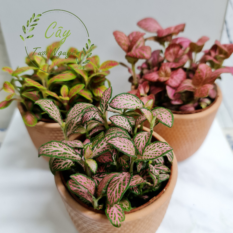 [Mua 2 giảm 15K ship] CÂY CẨM NHUNG FITTONIA (cây may mắn), (cao 5cm), cây phong thủy hút tài lộc để bàn mini GIÁ RẺ, lọc không khí, Cây Tươi Nguyên CTN0140