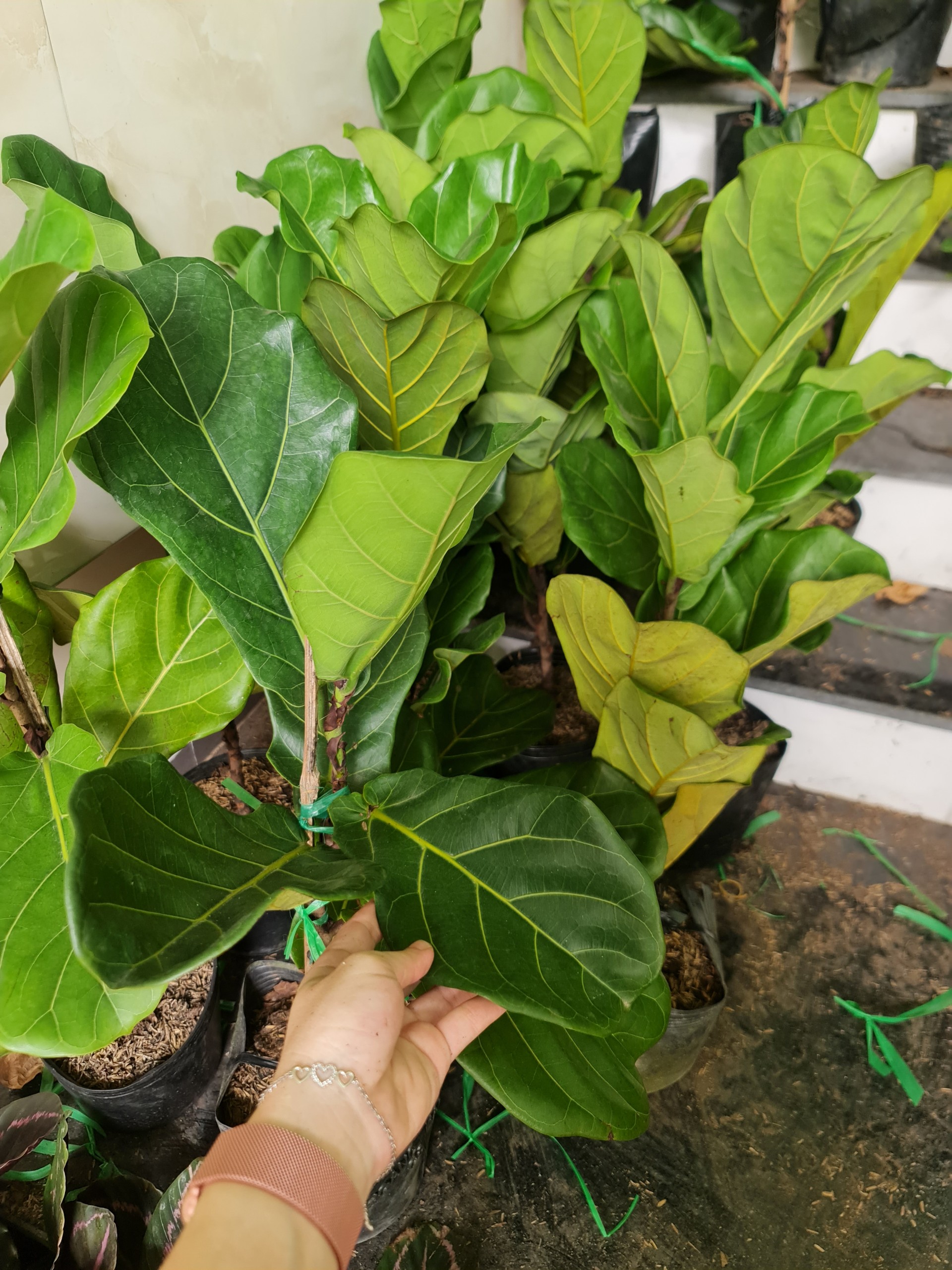 CÂY BÀNG SINGAPORE TRUNG, (cao 40-50cm), cây phong thủy hút tài lộc để bàn mini GIÁ RẺ, lọc không khí, Cây Tươi Nguyên CTN0170