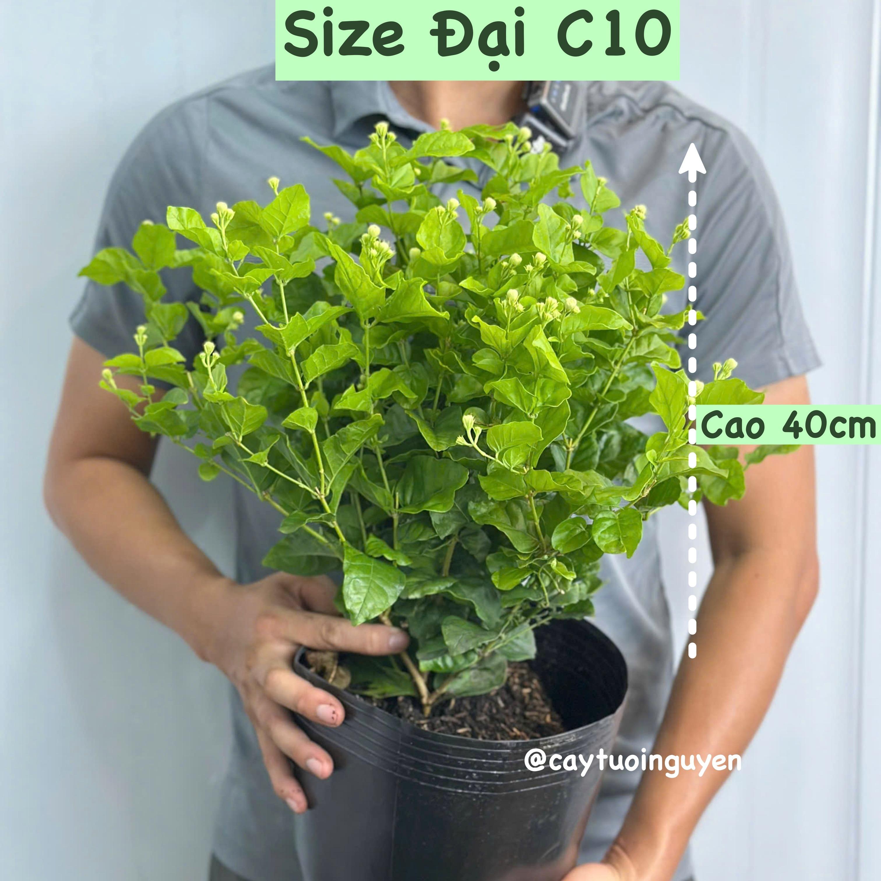 CÂY HOA LÀI TA CÁNH KÉP Hoa thơm, (cao 25cm), Hoa giống sân vườn, ban công, dễ trồng RẺ, nở quanh năm, Cây Tươi Nguyên