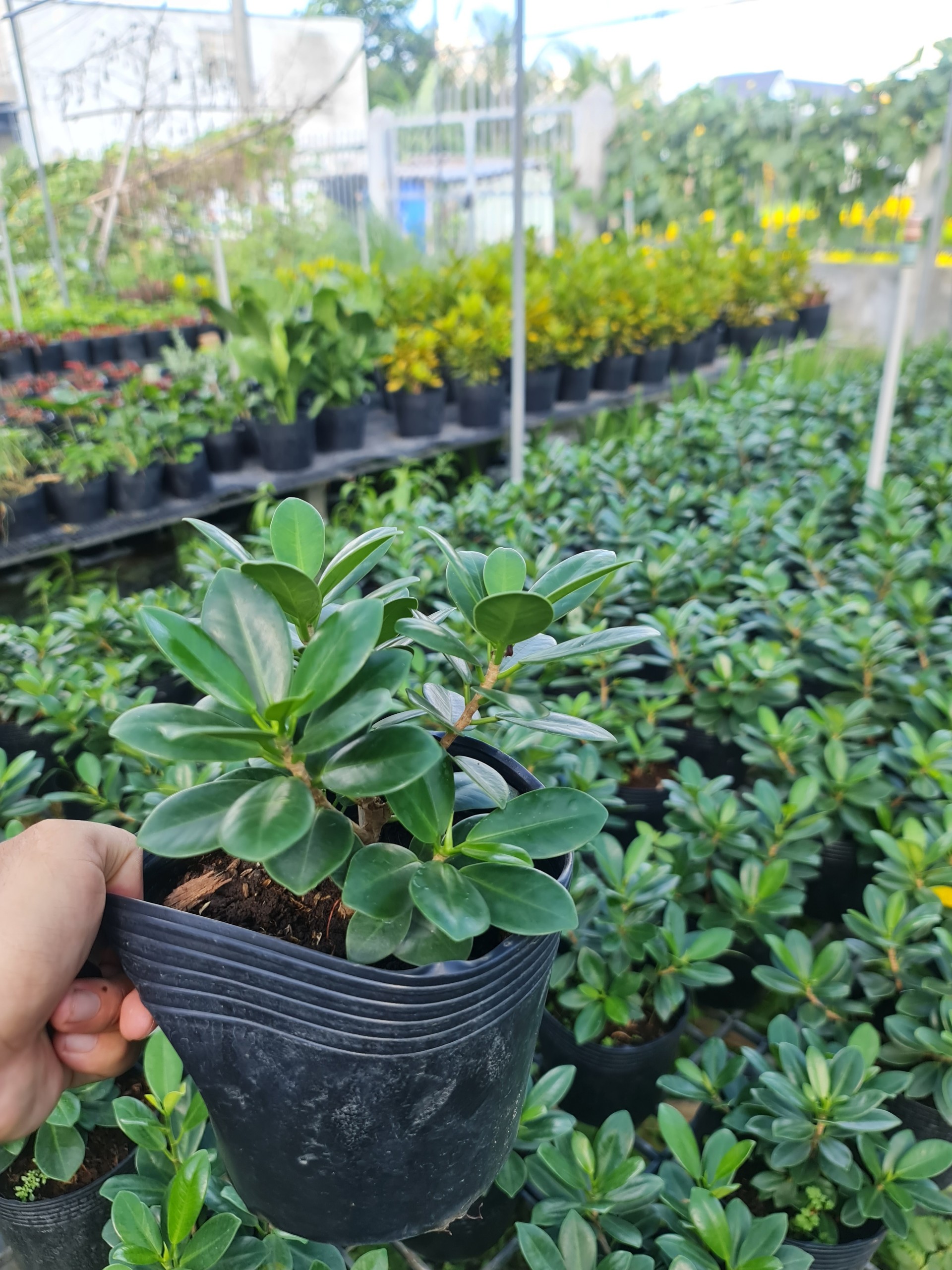 CÂY SI NHẬT (Cây Sanh), (cao 20cm), cây phong thủy hút tài lộc để bàn mini GIÁ RẺ, lọc không khí, Cây Tươi Nguyên CTN0510