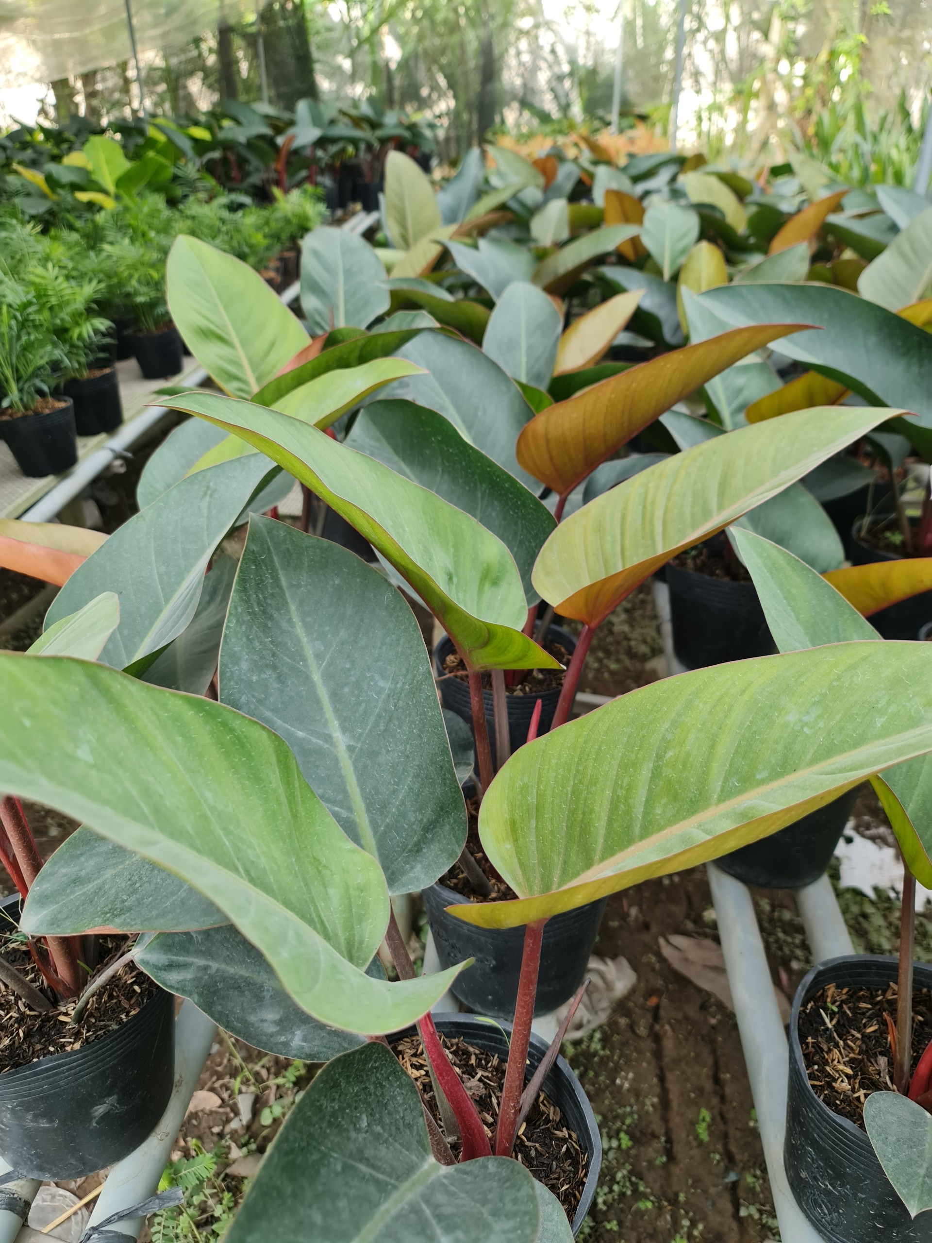 TRẦU BÀ ĐẾ VƯƠNG NÂU, (cao 45cm), cây phong thủy hút tài lộc để bàn mini GIÁ RẺ, lọc không khí, Cây Tươi Nguyên CTN0420