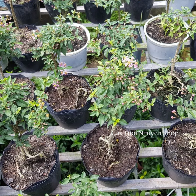 CÂY HỒNG NGỌC MAI BONSAI (1 gốc bonsai), (cao 20cm), cây cảnh trồng sân vườn, làm bonsai tiểu cảnh, dễ trồng GIÁ RẺ, lọc không khí, Cây Tươi Nguyên