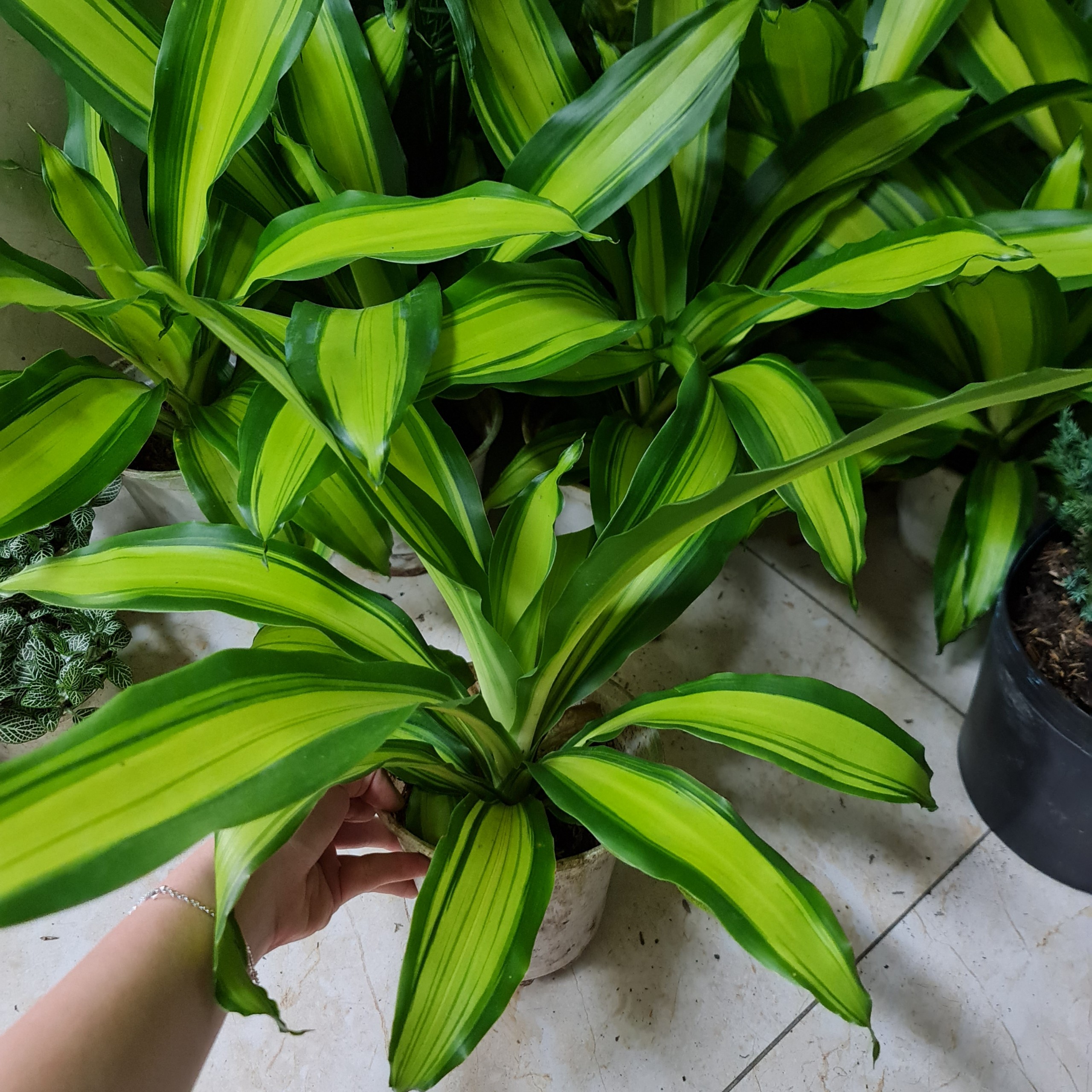 CÂY PHÁT TÀI SỌC VÀNG (Thiết mộc lan), (cao 30cm), cây phong thủy hút tài lộc để bàn mini GIÁ RẺ, lọc không khí, Cây Tươi Nguyên CTN0760