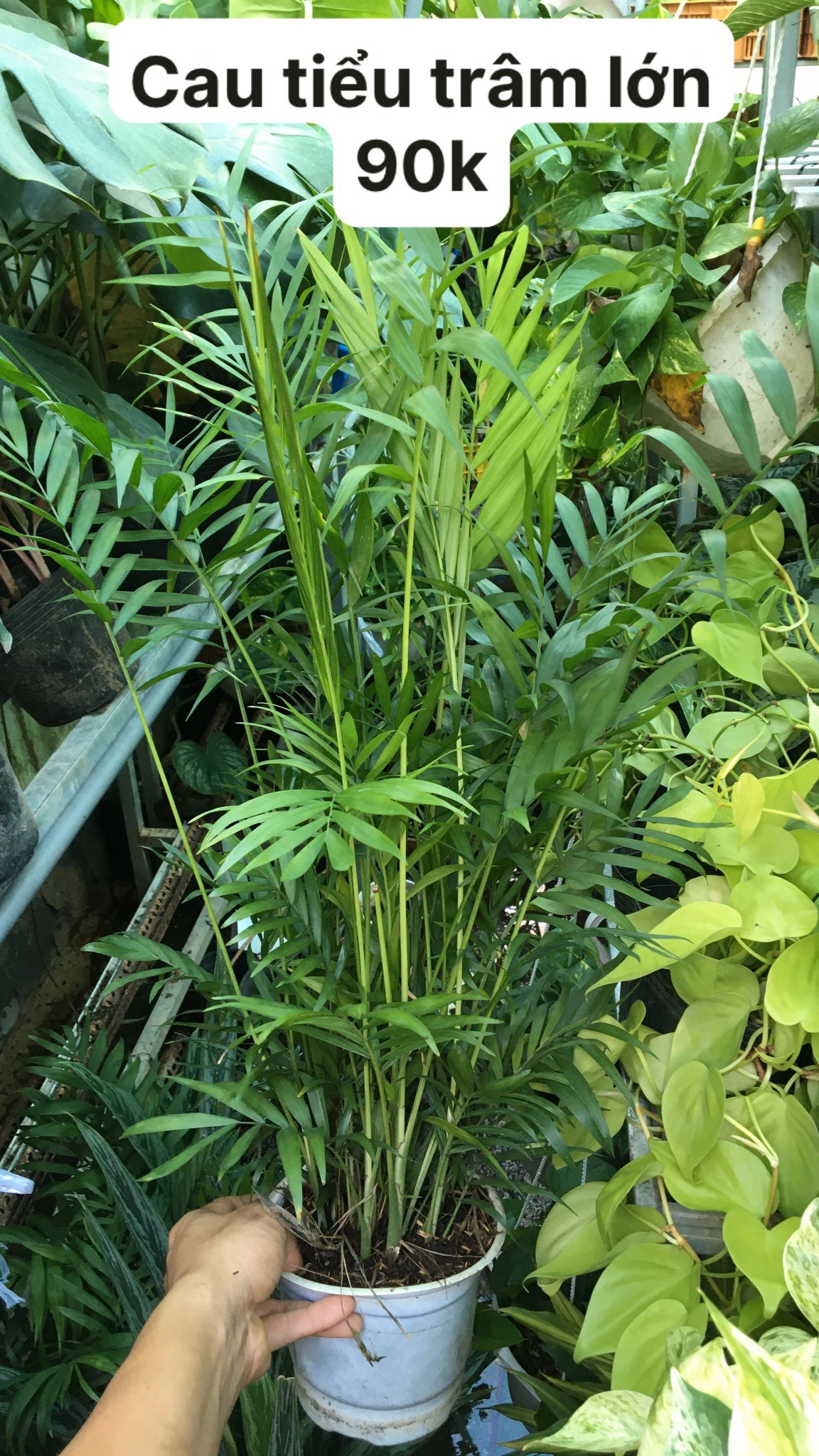 CÂY CAU TIỂU TRÂM ( SIZE LỚN) ,(cao 40cm), cây phong thủy hút tài lộc để bàn mini GIÁ RẺ, lọc không khí, Cây Tươi Nguyên CTN0360