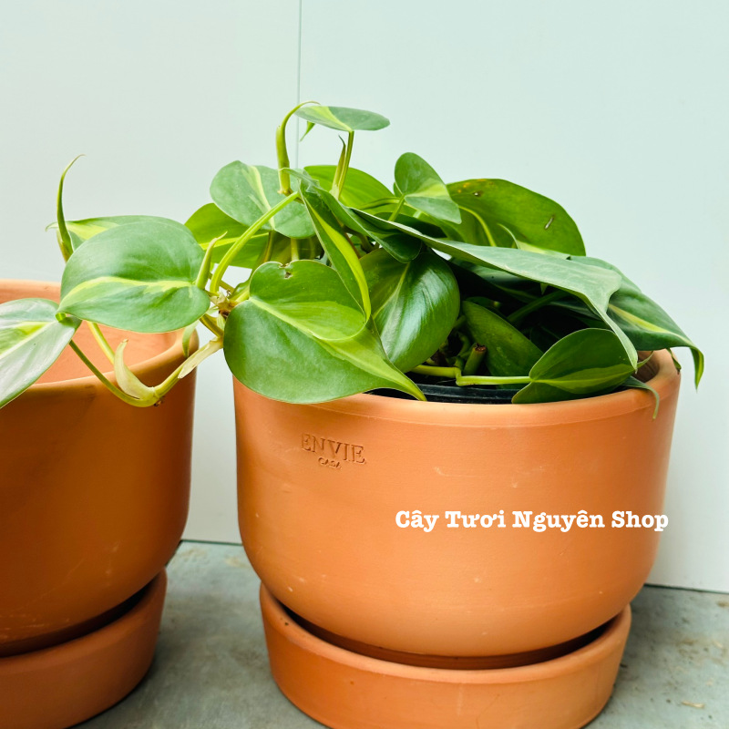 CHẬU ĐẤT NUNG ENVIE KÈM ĐĨA 16*12CM, (1 chậu),chậu trồng cây, trang trí nội thất, Cây Tươi Nguyên CTN1521