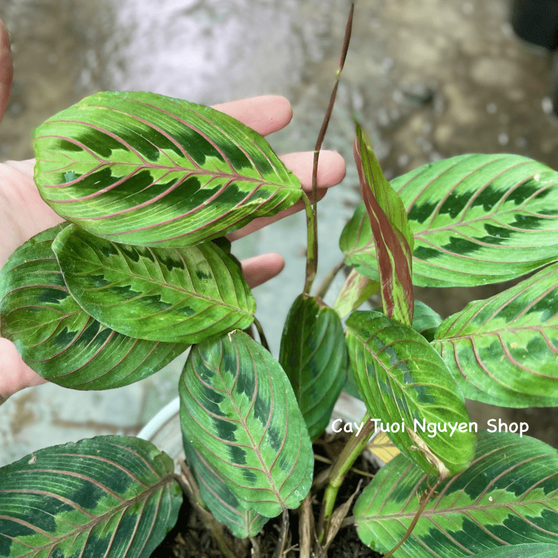 CÂY ĐUÔI CÔNG XƯƠNG CÁ ĐỎ Maranta Leuconeura, (cao 10cm), cây cảnh Trong nhà, kiểng lá mini để bàn, Cây Tươi Nguyên