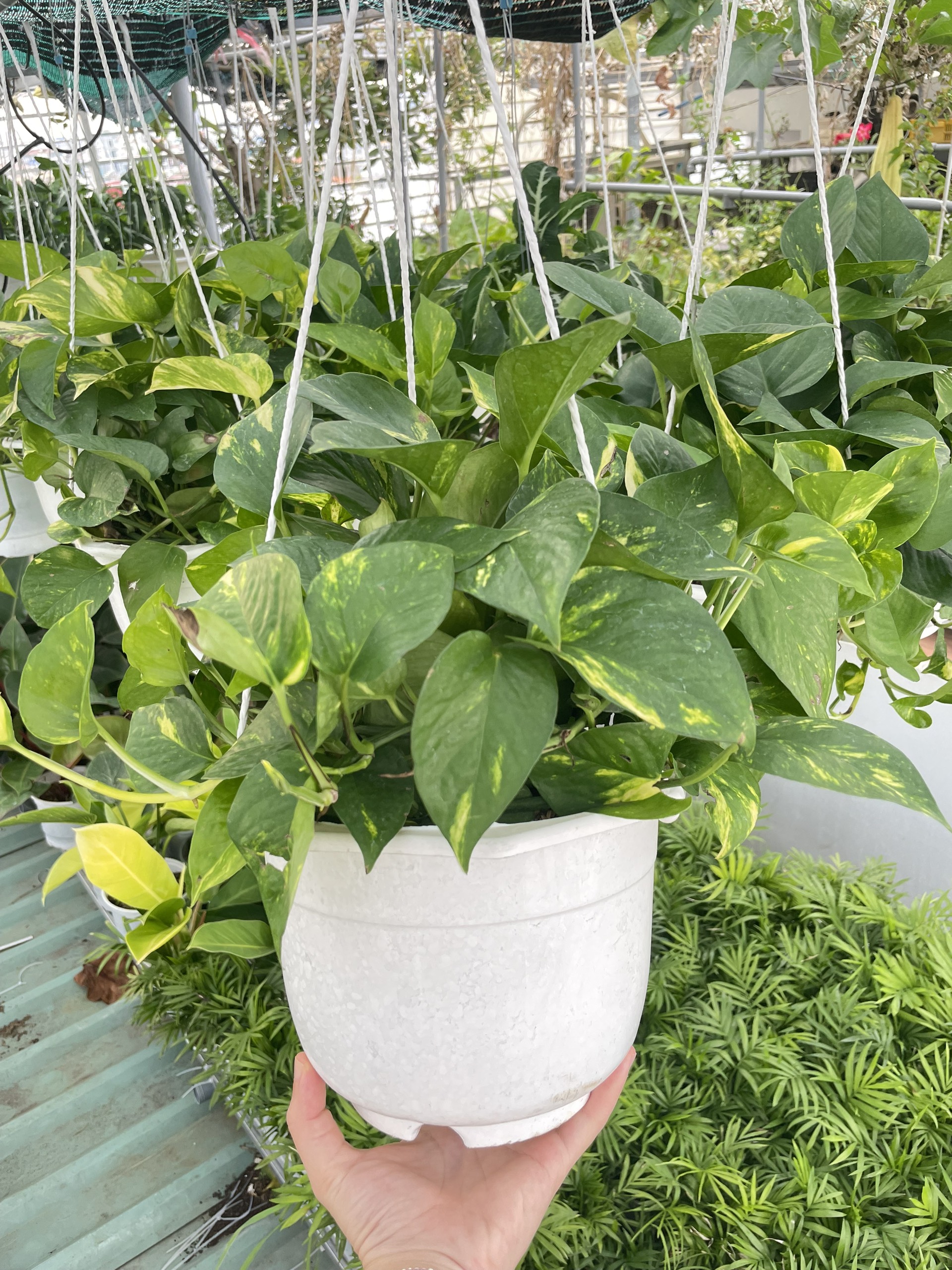 CÂY TRẦU BÀ GIỎ TREO Size LỚN, (cao 20cm), cây phong thủy hút tài lộc để bàn mini GIÁ RẺ, lọc không khí, Cây Tươi Nguyên CTN0940