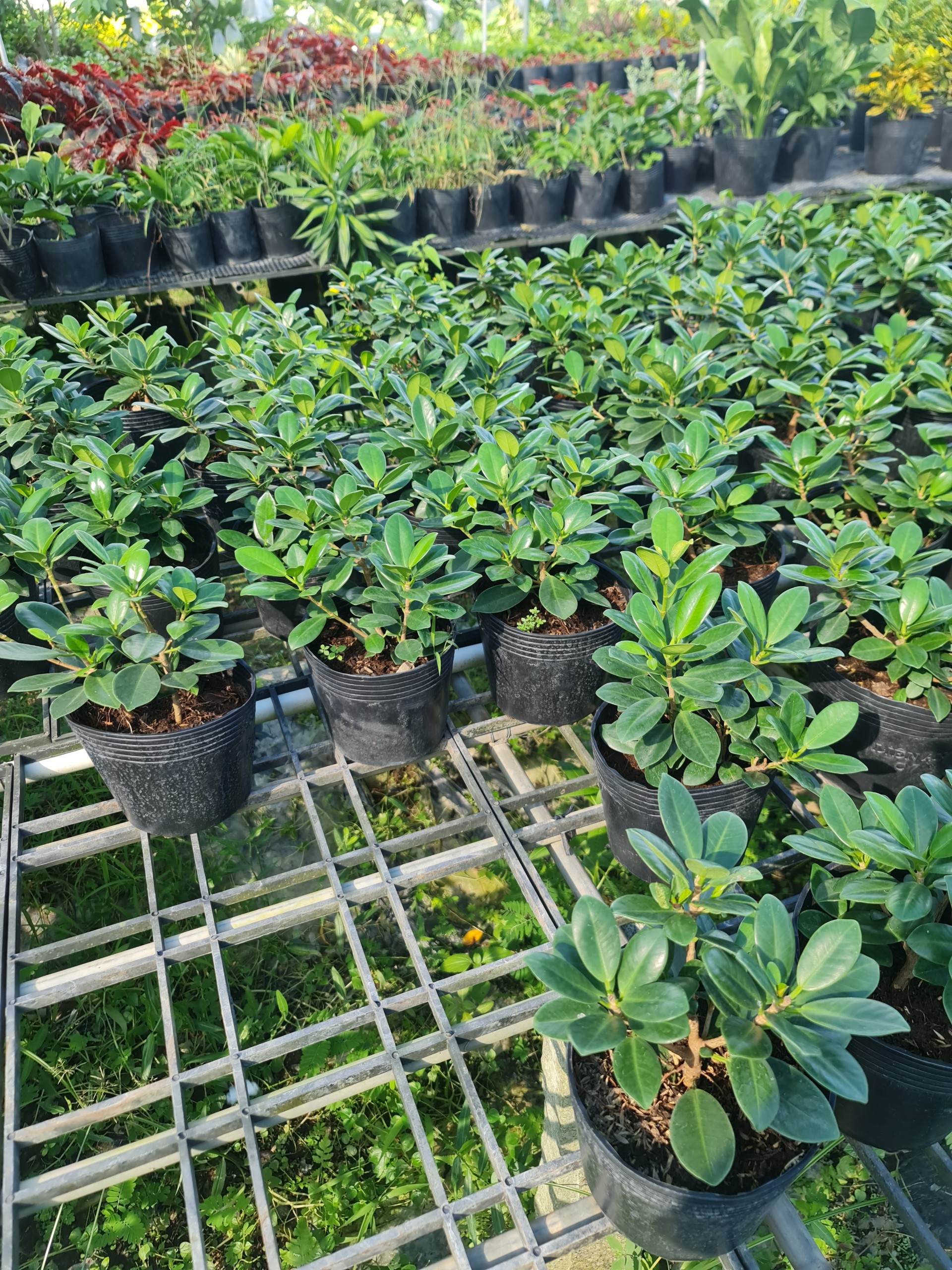 CÂY SI NHẬT (Cây Sanh), (cao 20cm), cây phong thủy hút tài lộc để bàn mini GIÁ RẺ, lọc không khí, Cây Tươi Nguyên CTN0510