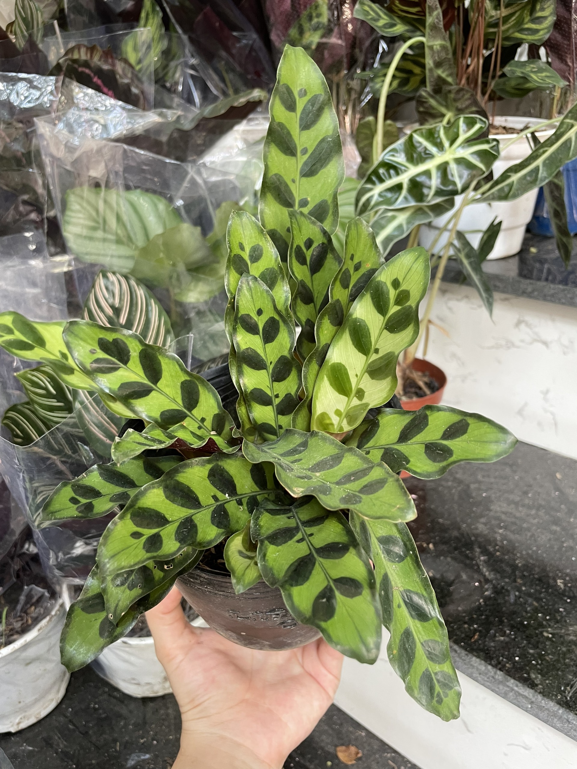 CÂY ĐUÔI PHỤNG ĐỎ Nhỏ, (cao 10cm), cây phong thủy hút tài lộc để bàn mini GIÁ RẺ, lọc không khí, Cây Tươi Nguyên CTN0030