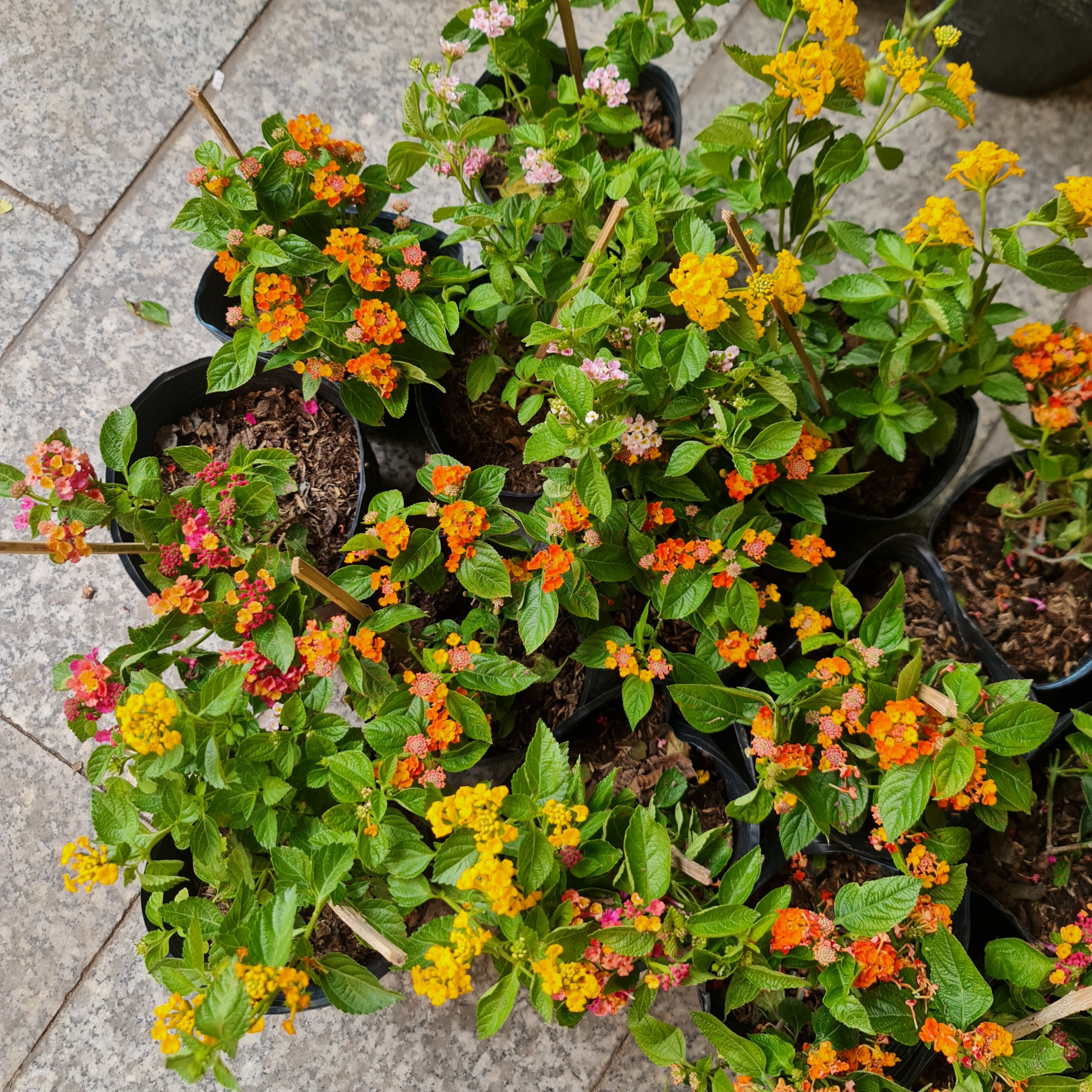 [CHỈ GIAO HCM] CÂY HOA NGŨ SẮC NHIỀU MÀU, (cao 15cm), Cây cảnh, dễ trồng GIÁ RẺ, nở quanh năm, Cây Tươi Nguyên CTN0870