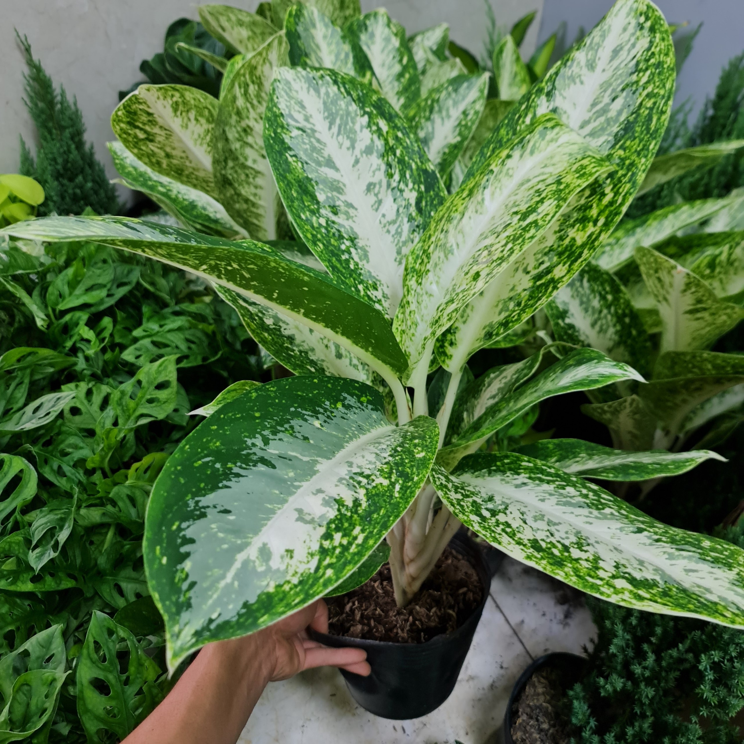 CÂY HUY HOÀNG, (cao 40cm), cây phong thủy hút tài lộc để bàn mini GIÁ RẺ, lọc không khí, Cây Tươi Nguyên CTN0770