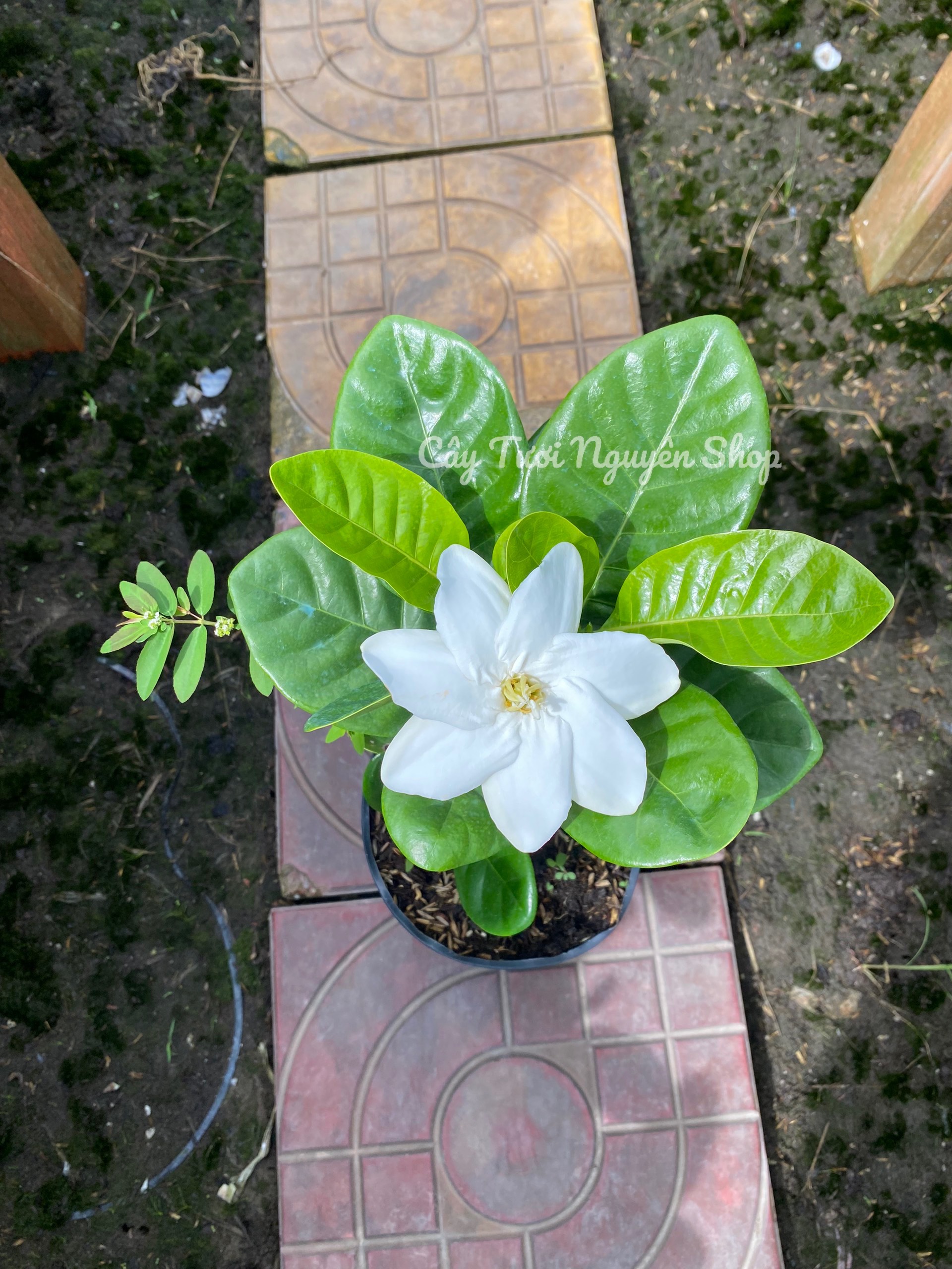 CÂY LÀI THIÊN HƯƠNG GIỐNG MỚI, hoa rất thơm ,(cao 25cm), Hoa giống cảnh sân vườn, ban công, dễ trồng GIÁ RẺ, nở quanh năm, Cây Tươi Nguyên CTN1300