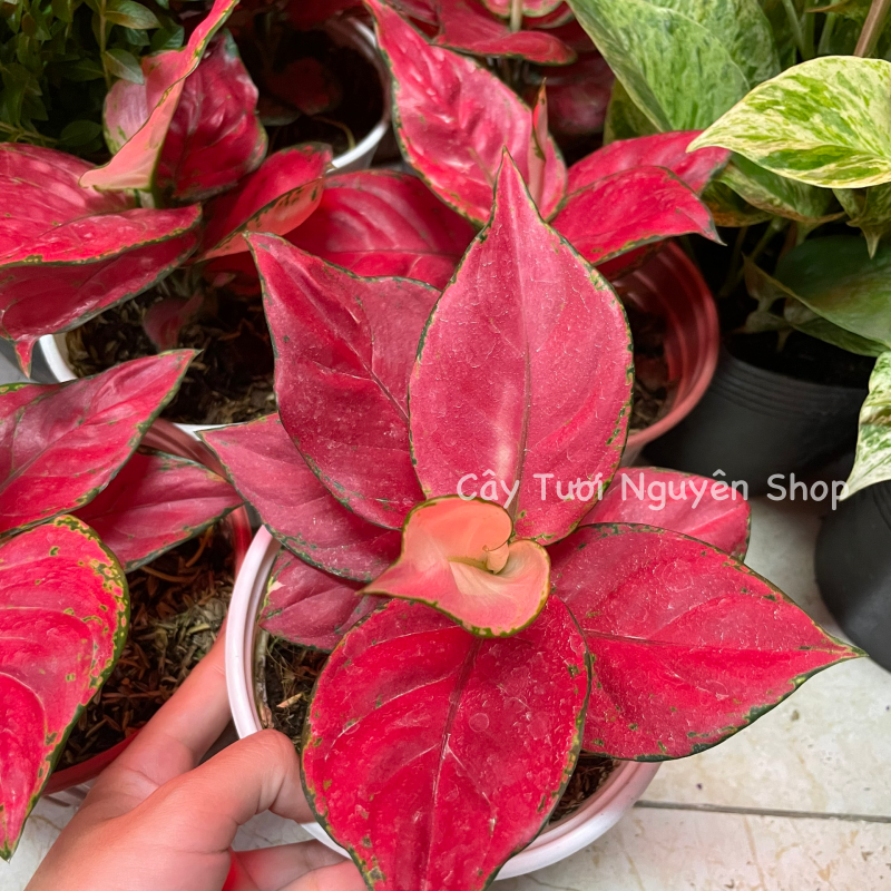 CÂY LỘC SON (VẠN LỘC ĐỎ), (cao 15cm), cây cảnh Trong nhà, kiểng lá mini để bàn Văn phòng đẹp, hợp Phong thuỷ, GIÁ RẺ, lọc không khí, Cây Tươi Nguyên CTN1250