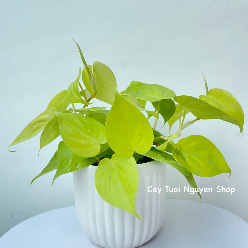 CHẬU TRÁNG MEN MOCHI KẺ 13*13CM, (1 chậu),chậu trồng cây, trang trí nội thất, Cây Tươi Nguyên CTN1495