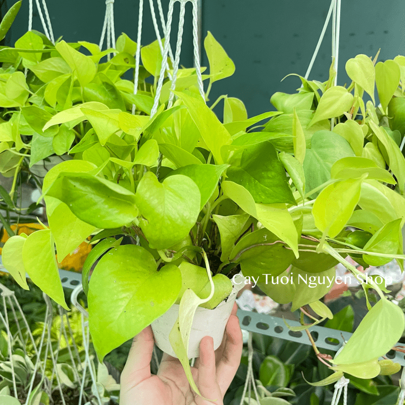 [CHẬU TREO] CÂY TRẦU BÀ THÁI VÀNG mini ,(cao 10cm), cây cảnh Trong nhà, kiểng lá để bàn, GIÁ RẺ, Cây Tươi Nguyên CTN1452