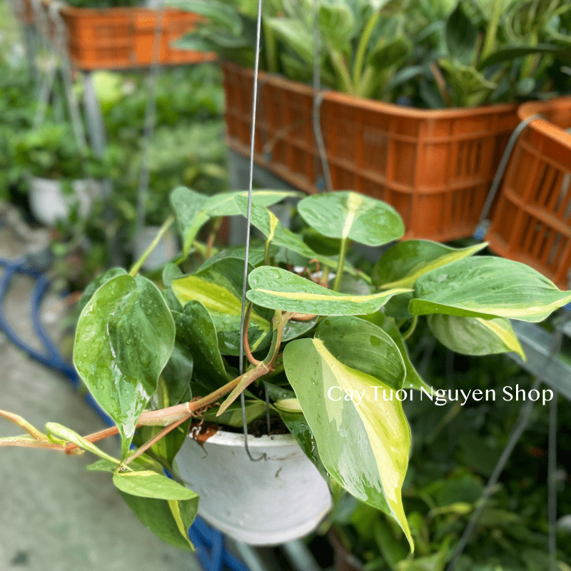 CÂY TRẦU BÀ BRASIL CHẬU TREO LỚN, cao 15cm), cây cảnh Trong nhà, kiểng lá mini để bàn đẹp, GIÁ RẺ, Cây Tươi Nguyên