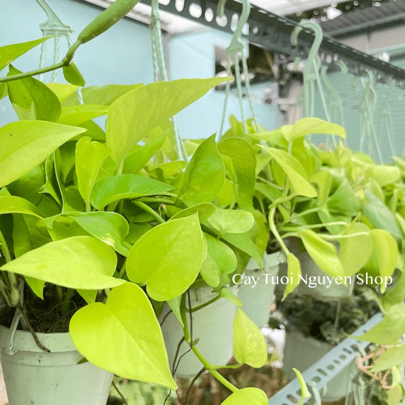 [CHẬU TREO] CÂY TRẦU BÀ THÁI VÀNG mini ,(cao 10cm), cây cảnh Trong nhà, kiểng lá để bàn, GIÁ RẺ, Cây Tươi Nguyên CTN1452