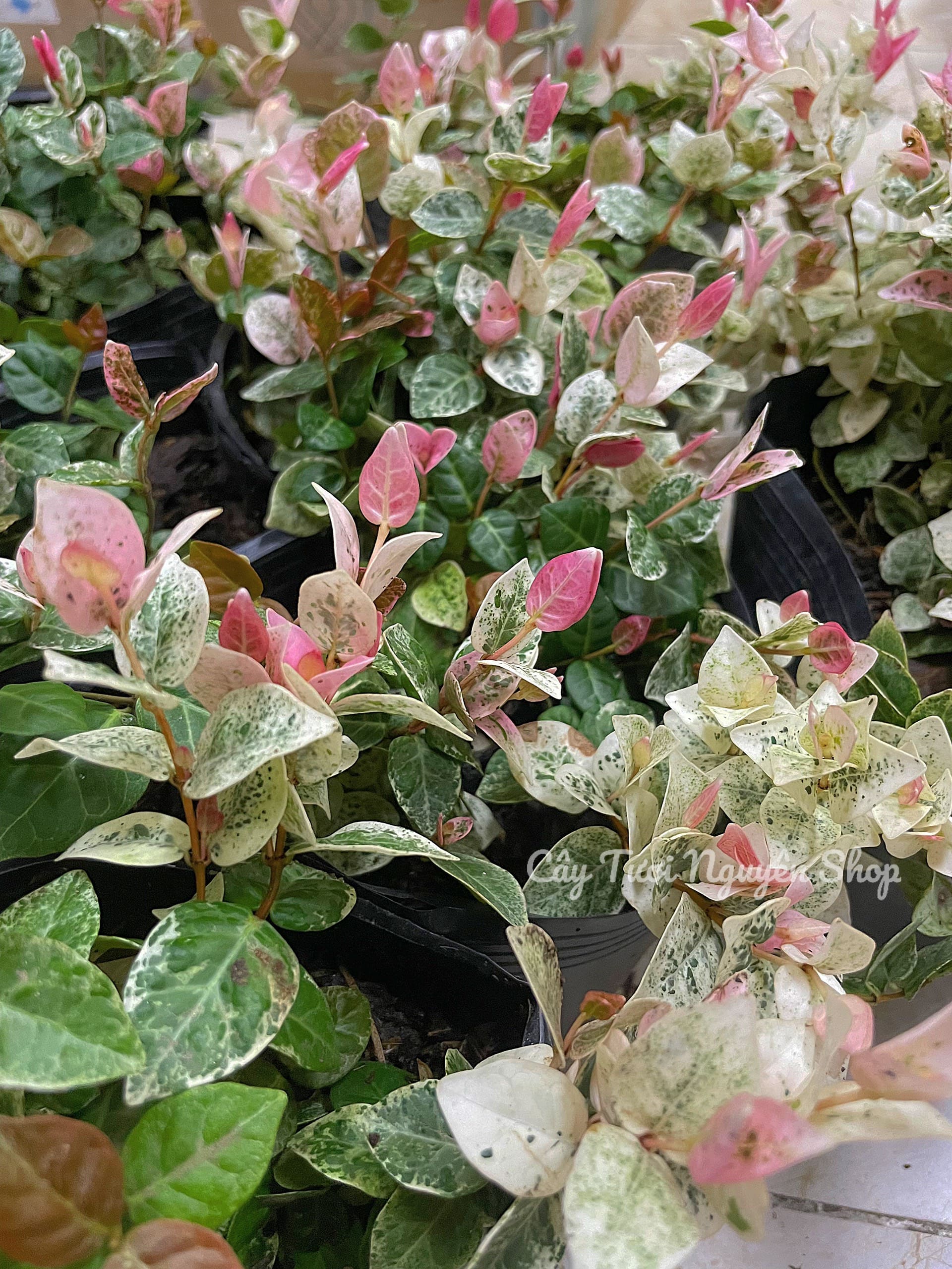 CÂY VẢY ỐC (THẰN LẰN BÒ) CẨM THẠCH, (cao 5cm), cây giống cảnh sân vườn dễ trồng GIÁ RẺ ,trang trí nhà, Cây Tươi Nguyên