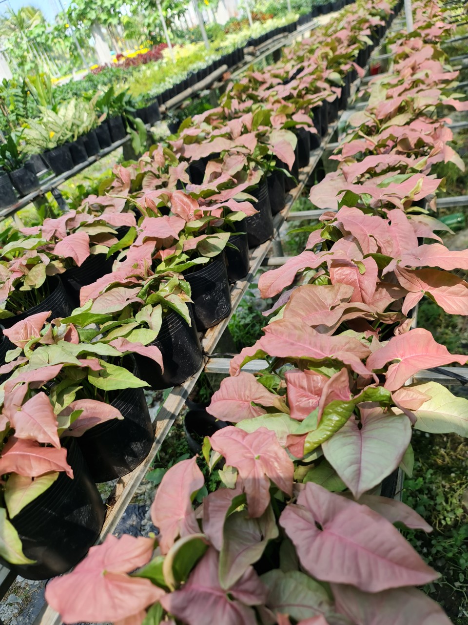 CÂY TRẦU BÀ HỒNG, (cao 15cm), cây phong thủy hút tài lộc để bàn mini GIÁ RẺ, lọc không khí, Cây Tươi Nguyên CTN0310