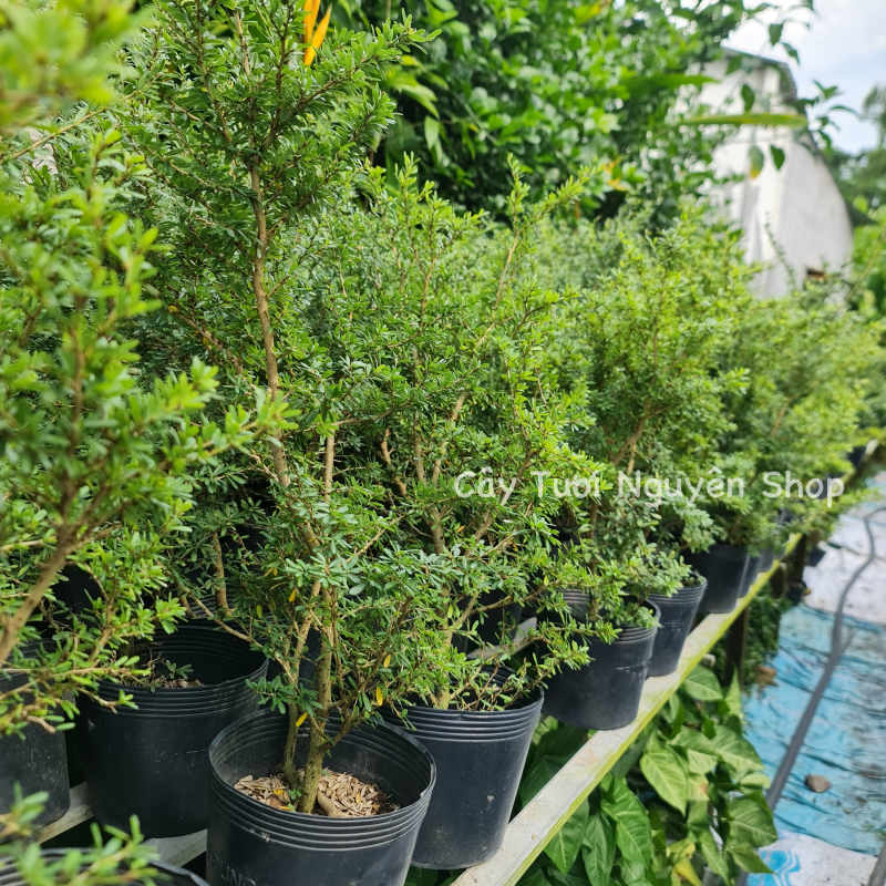 CÂY LINH SAM 86 HOA TÍM NHỎ (1 gốc thô), (cao 20-40cm), cây cảnh trồng sân vườn, làm bonsai tiểu cảnh, dễ trồng GIÁ RẺ, lọc không khí, Cây Tươi Nguyên CTN1270