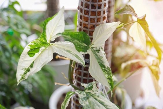 CÂY SYNGONIUM ALBO VAR, (cao 15cm), cây cảnh trong nhà, kiểng lá mini để bàn, văn phòng đẹp, GIÁ RẺ, lọc không khí, Cây Tươi Nguyên CTN1523