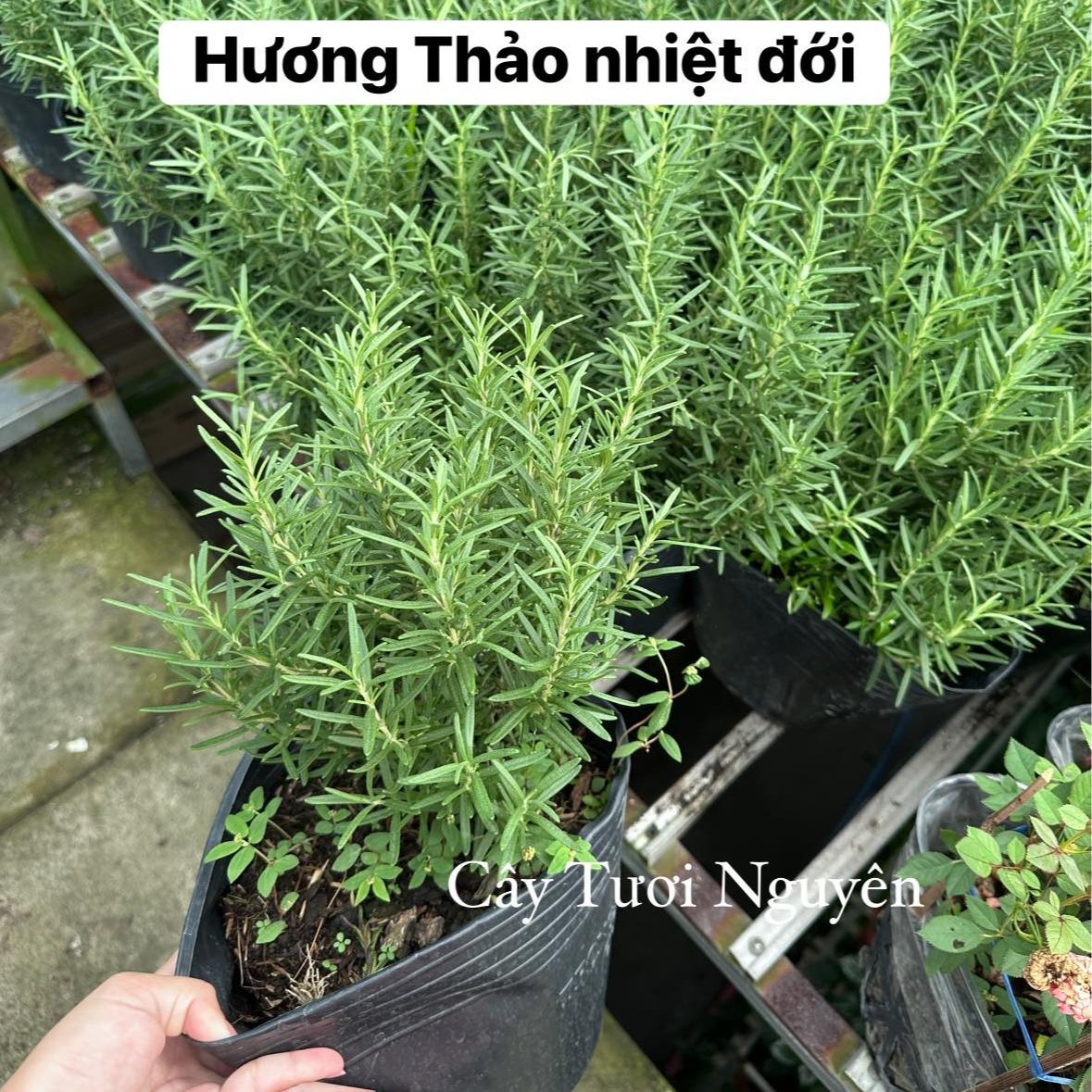 GIỐNG CÂY HƯƠNG THẢO (Rosemary), (cao 15-20cm), thuần khí hậu nóng Sài Gòn, cây hương liệu, Cây Tươi Nguyên CTN0750
