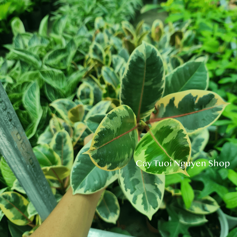 CÂY ĐA ?BÚP ĐỎ CẨM THẠCH VAR ,(cao 20cm), cây cảnh Trong nhà, kiểng lá mini để bàn đẹp, GIÁ RẺ, Cây Tươi Nguyên CTN1455