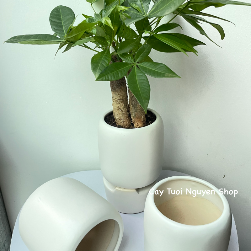 CHẬU TRÁNG MEN BO TRÒN MIỆNG 9.5*11CM, (1 chậu),chậu trồng cây, trang trí nội thất, Cây Tươi Nguyên CTN1497