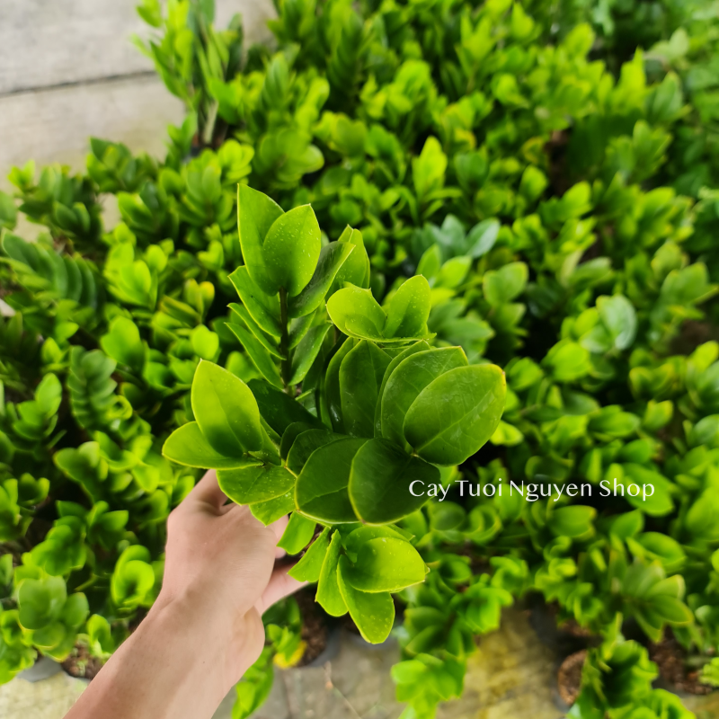 CÂY KIM TIỀN SIZE NHỎ để bàn ,(cao 20-25cm), cây cảnh Trong nhà, kiểng lá mini để bàn Văn phòng, hợp Phong thuỷ, GIÁ RẺ