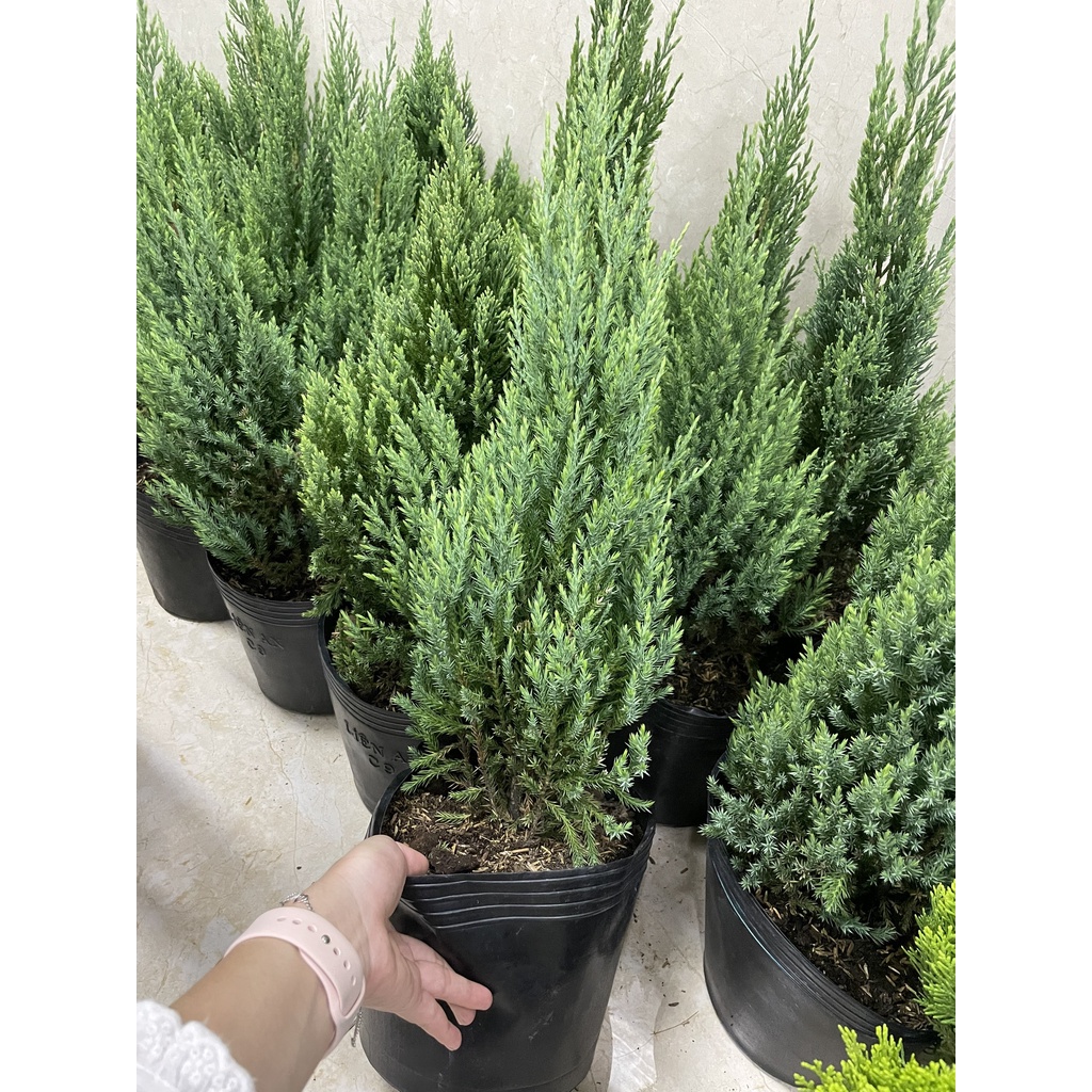 [GIAO HOẢ TỐC] CÂY SƠN TÙNG, (cao 30-40cm), cây Noel mini, cây Noel thật để bàn, cây Giáng sinh, Cây Tươi Nguyên CTN0720