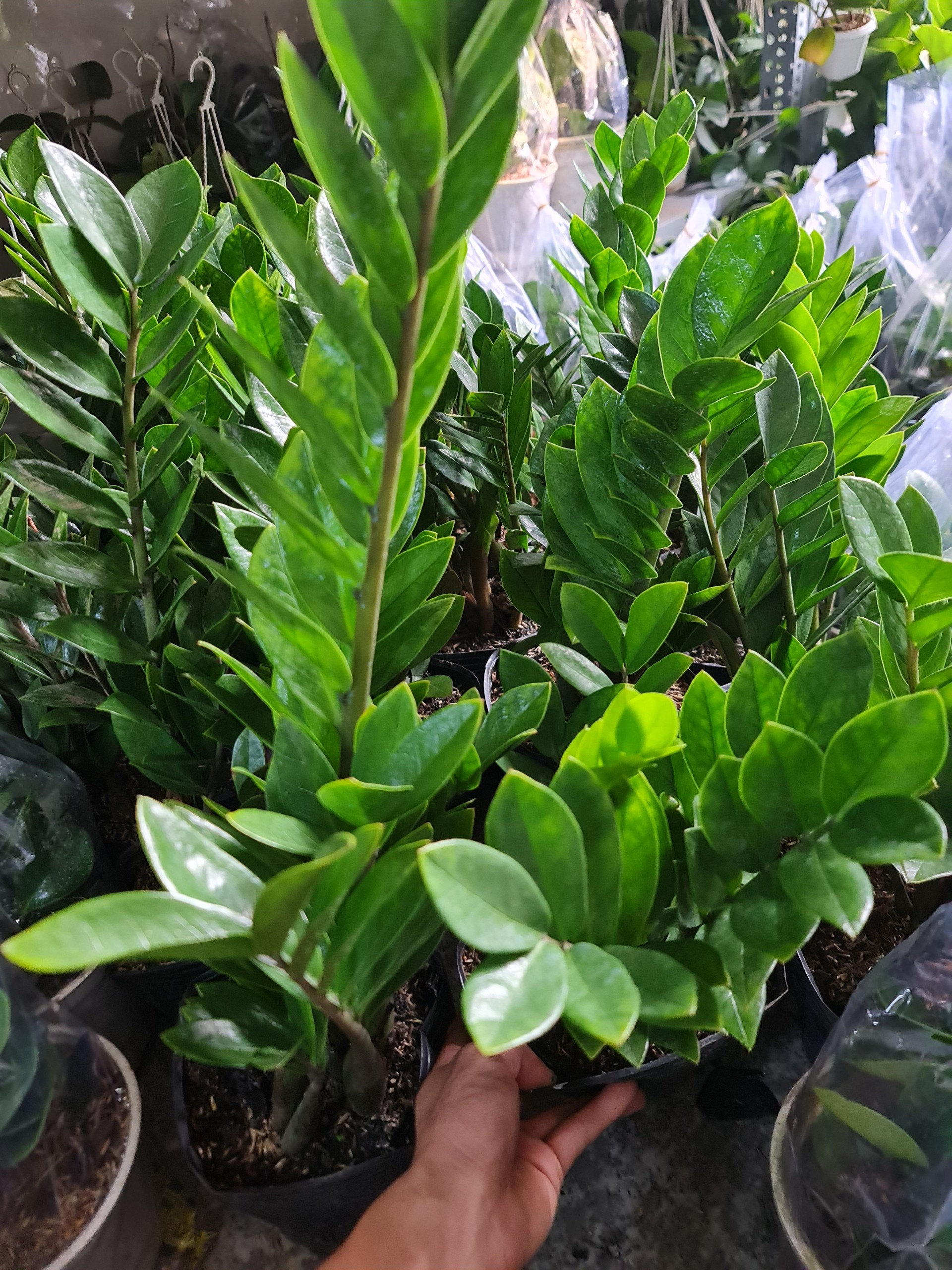CÂY KIM TIỀN SIZE TRUNG,(cao 35cm), cây phong thủy hút tài lộc để bàn mini GIÁ RẺ, lọc không khí, Cây Tươi Nguyên CTN0250