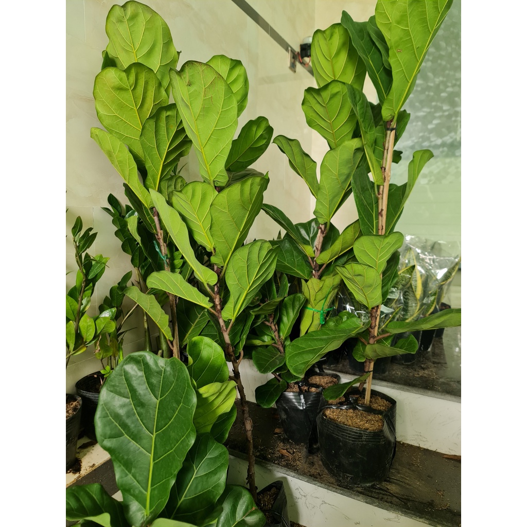 CÂY BÀNG SINGAPORE LỚN, (cao 100-120cm), phong thuỷ để bàn mini GIÁ RẺ, lọc không khí, Cây Tươi Nguyên CTN0172