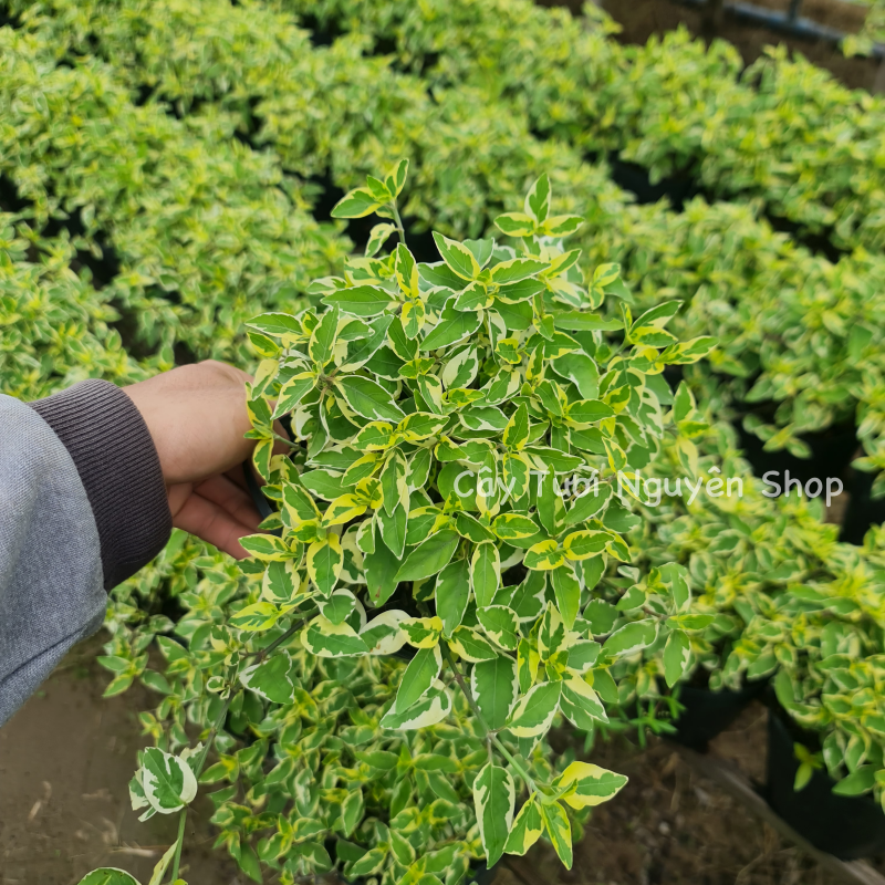 CÂY NGỌC BÍCH CẨM THẠCH ,(cao 15cm), cây cảnh trồng sân vườn, trang trí lối đi, dễ trồng GIÁ RẺ, lọc không khí, Cây Tươi Nguyên CTN1160