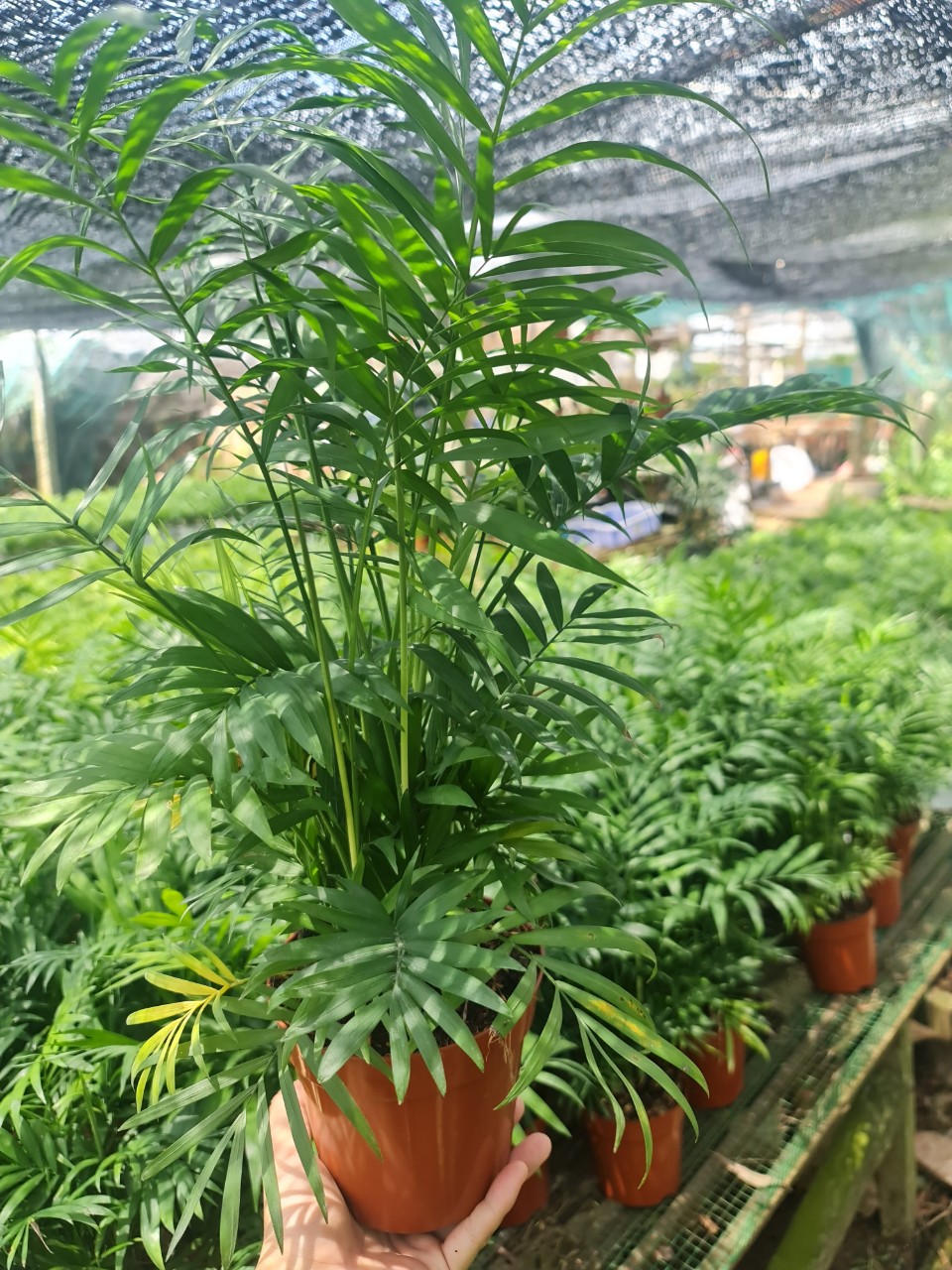 CÂY CAU TIỂU TRÂM ( SIZE LỚN) ,(cao 40cm), cây phong thủy hút tài lộc để bàn mini GIÁ RẺ, lọc không khí, Cây Tươi Nguyên CTN0360