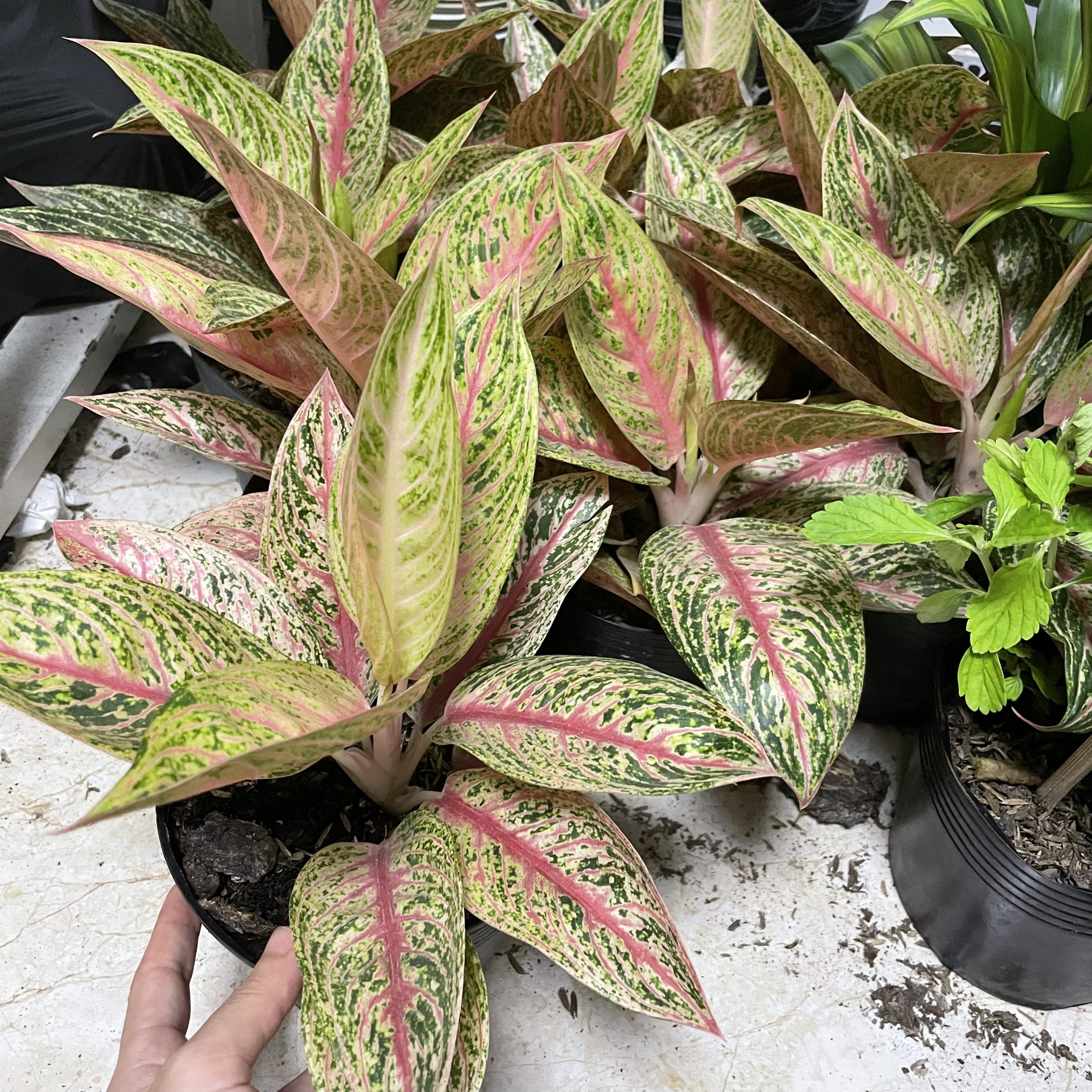 CÂY THỊNH VƯỢNG, (cao 15cm), cây phong thủy hút tài lộc để bàn mini GIÁ RẺ, lọc không khí, Cây Tươi Nguyên CTN1090