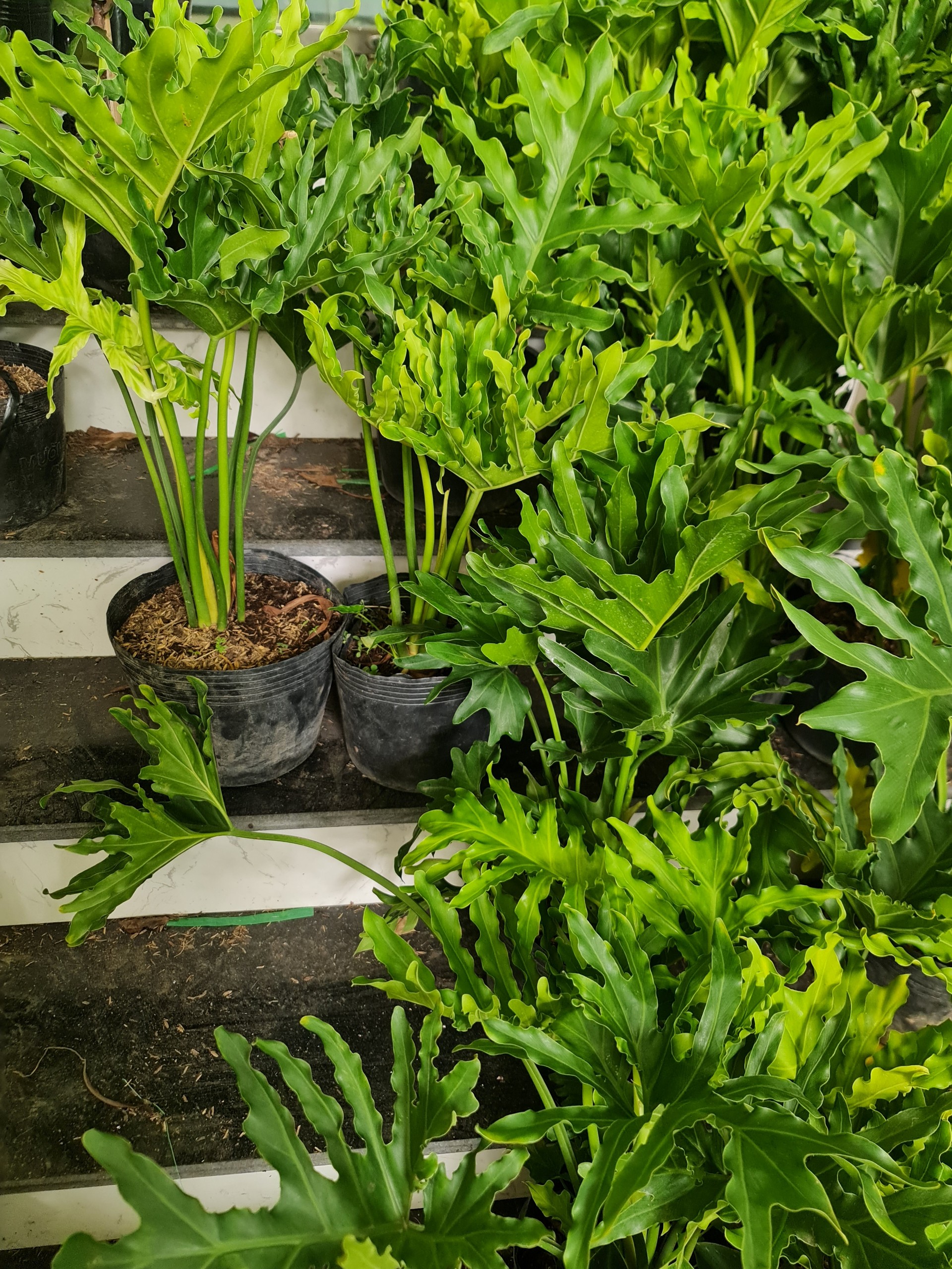 CÂY TRẦU BÀ THANH XUÂN 2 Size, cây phong thủy hút tài lộc để bàn mini GIÁ RẺ, lọc không khí, Cây Tươi Nguyên CTN0190