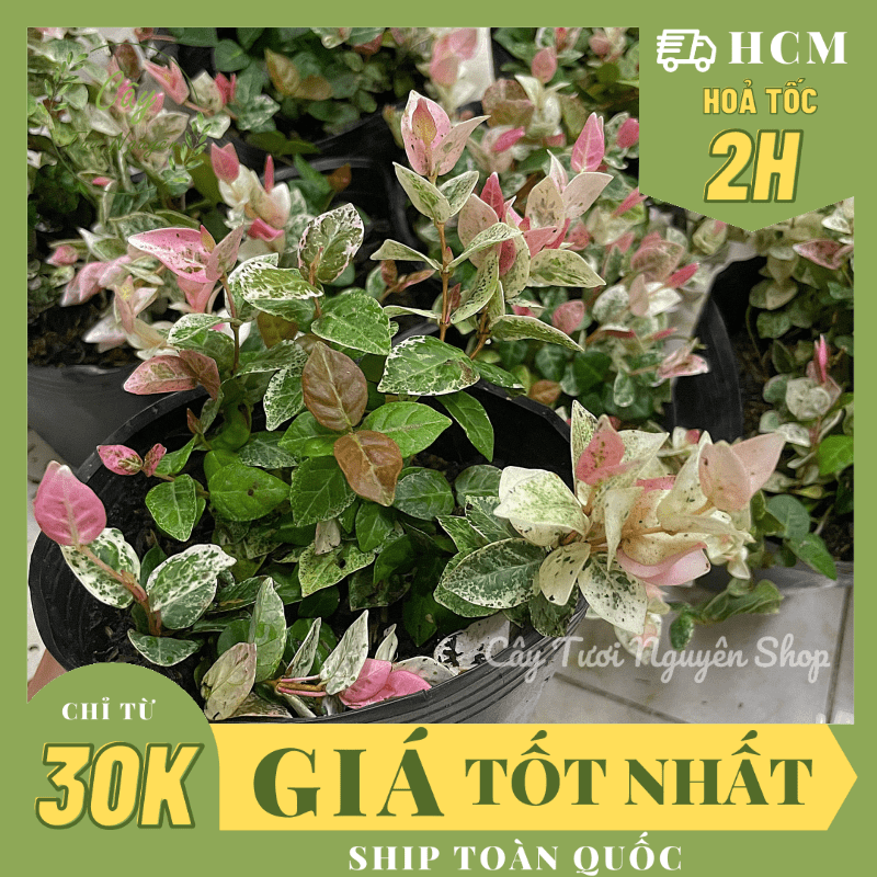 CÂY VẢY ỐC (THẰN LẰN BÒ) CẨM THẠCH, (cao 5cm), cây giống cảnh sân vườn dễ trồng GIÁ RẺ ,trang trí nhà, Cây Tươi Nguyên