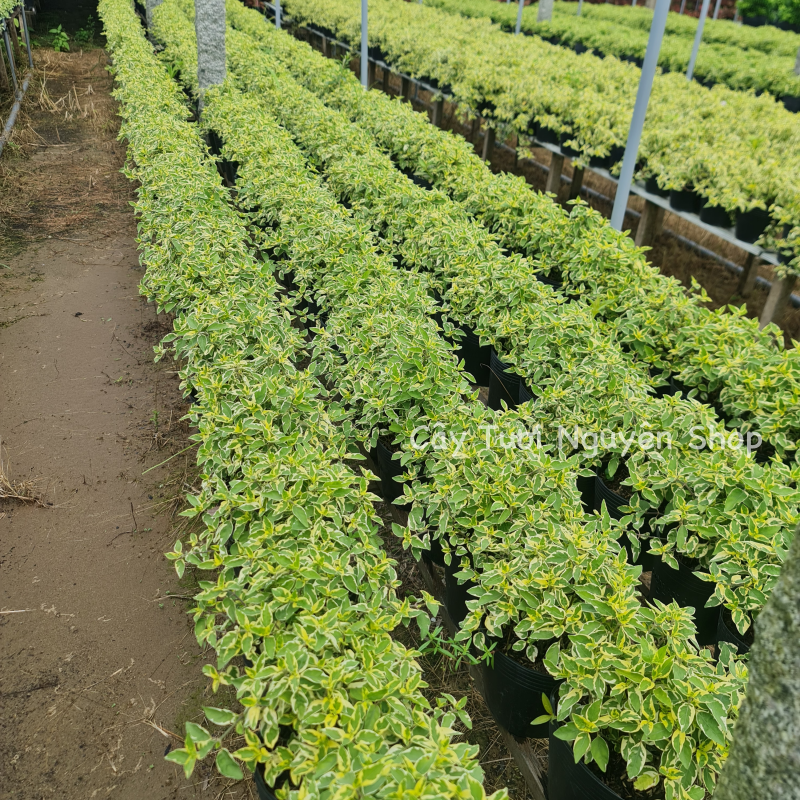 CÂY NGỌC BÍCH CẨM THẠCH ,(cao 15cm), cây cảnh trồng sân vườn, trang trí lối đi, dễ trồng GIÁ RẺ, lọc không khí, Cây Tươi Nguyên CTN1160