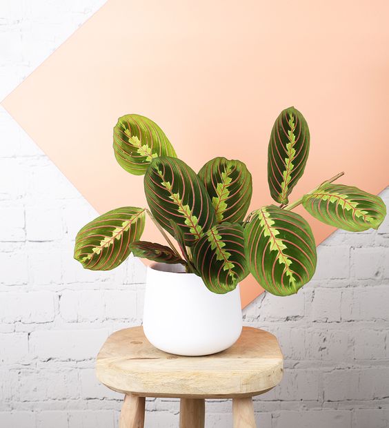 CÂY ĐUÔI CÔNG XƯƠNG CÁ ĐỎ Maranta Leuconeura, (cao 10cm), cây cảnh Trong nhà, kiểng lá mini để bàn, Cây Tươi Nguyên
