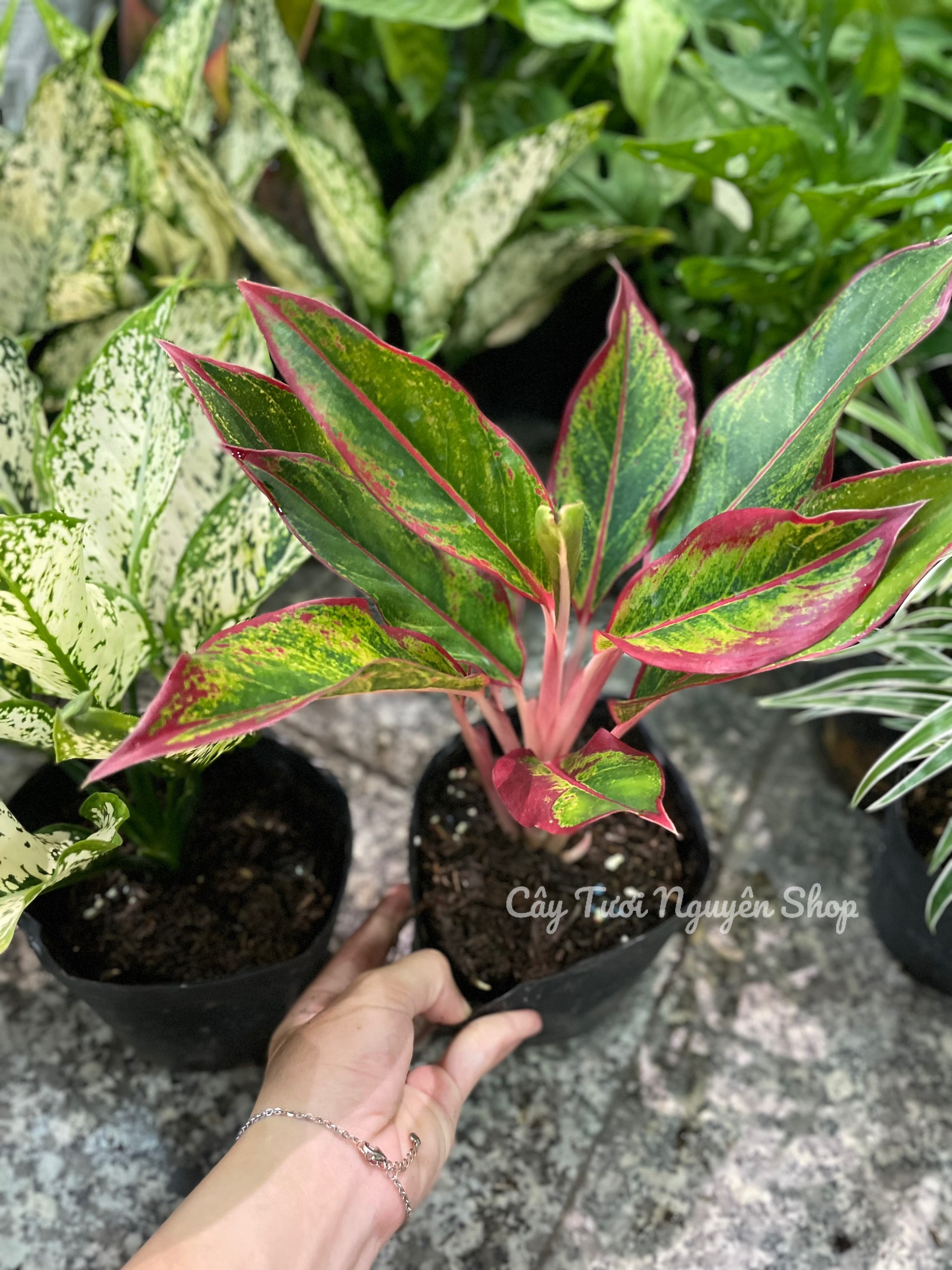 [GIÁ TỐT] COMBO 2 CHẬU (NGỌC NGÂN + PHÚ QUÝ) Chậu 1 thân, (cao 20cm), cây cảnh Trong nhà, kiểng lá mini để bàn Văn phòng đẹp, hợp Phong thuỷ, GIÁ RẺ, lọc không khí, Cây Tươi Nguyên CTN1340