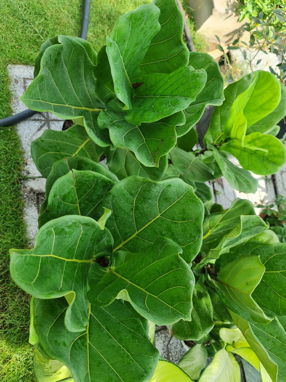 CÂY BÀNG SINGAPORE TRUNG, (cao 40-50cm), cây phong thủy hút tài lộc để bàn mini GIÁ RẺ, lọc không khí, Cây Tươi Nguyên CTN0170